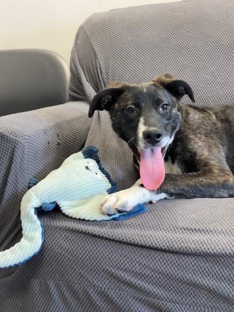 Enlarge Shyla, a Adoptable mixed breed in Winnipeg, MB image 6/6