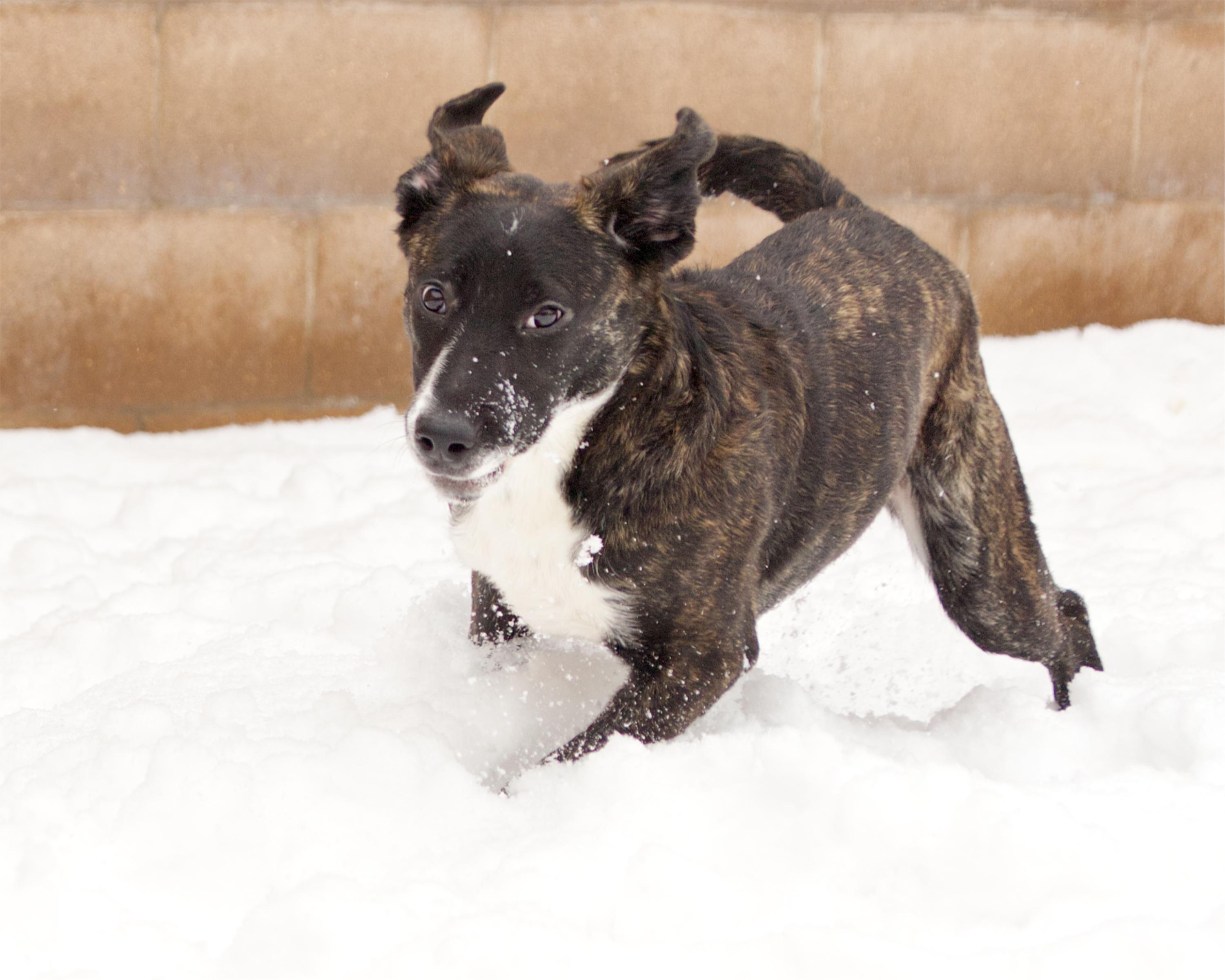 Enlarge Shyla, a Adoptable mixed breed in Winnipeg, MB image 2/6