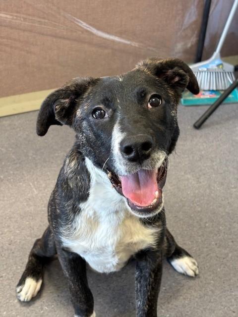 Enlarge Shyla, a Adoptable mixed breed in Winnipeg, MB image 4/6