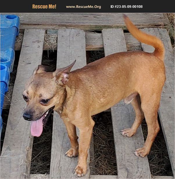 Luke, Adopted, Young Male Chihuahua.