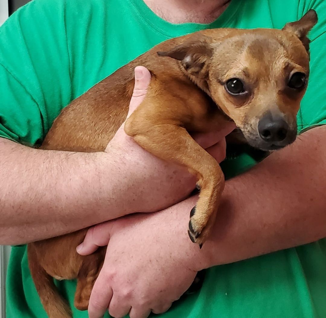 Luke, a Adopted Chihuahua in Kinsey, AL image 2/2