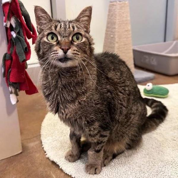 Meadow, Adoptable, Senior Female Domestic Short Hair.