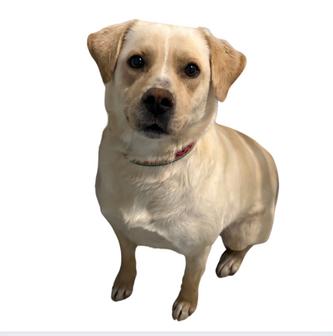 Enlarge Phooey, a ADOPTABLE Yellow Labrador Retriever in Little Falls, MN image 1/1