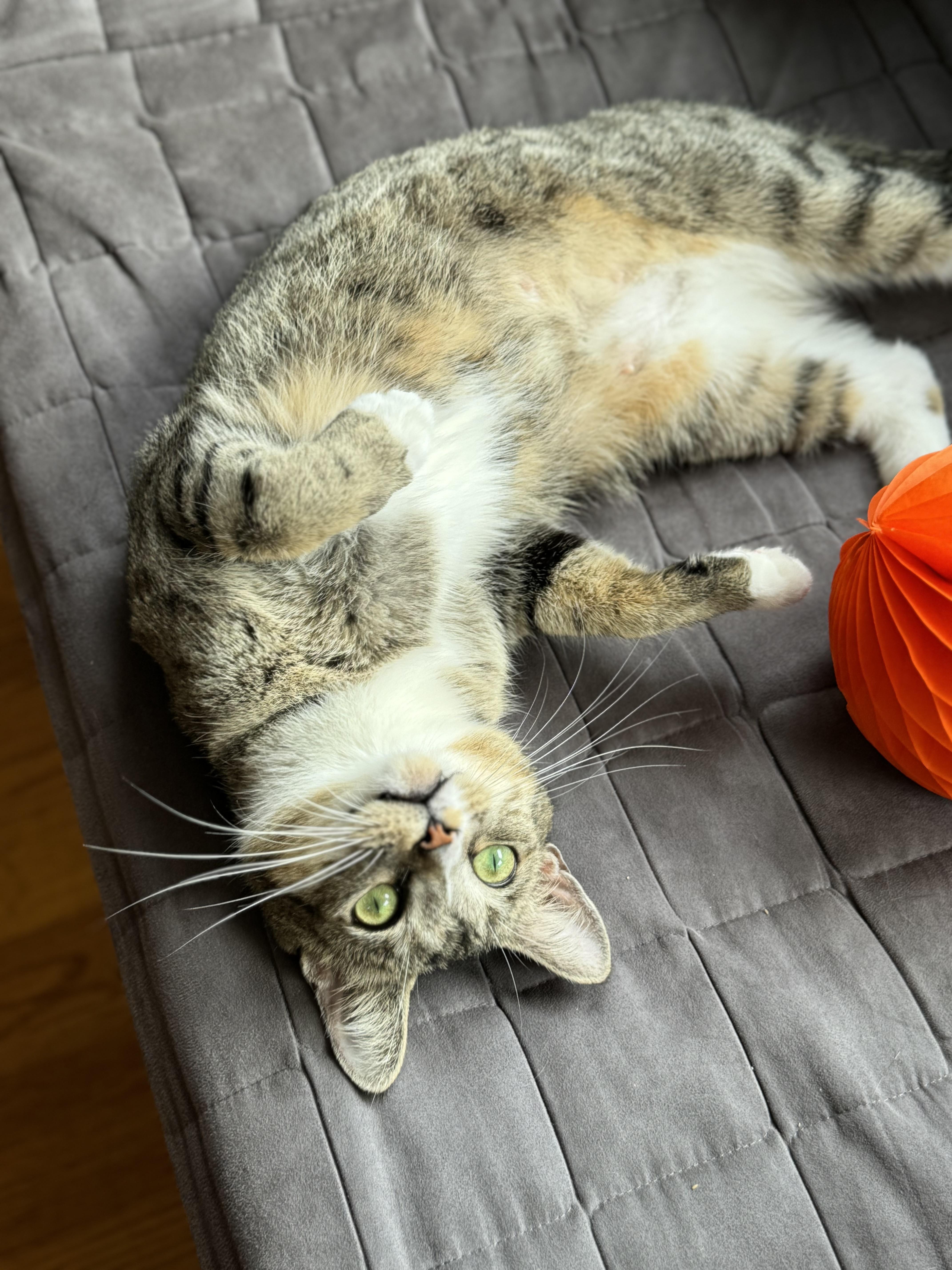 Enlarge Tennesse, a Adoptable Domestic Short Hair in Brooklyn, NY image 2/6