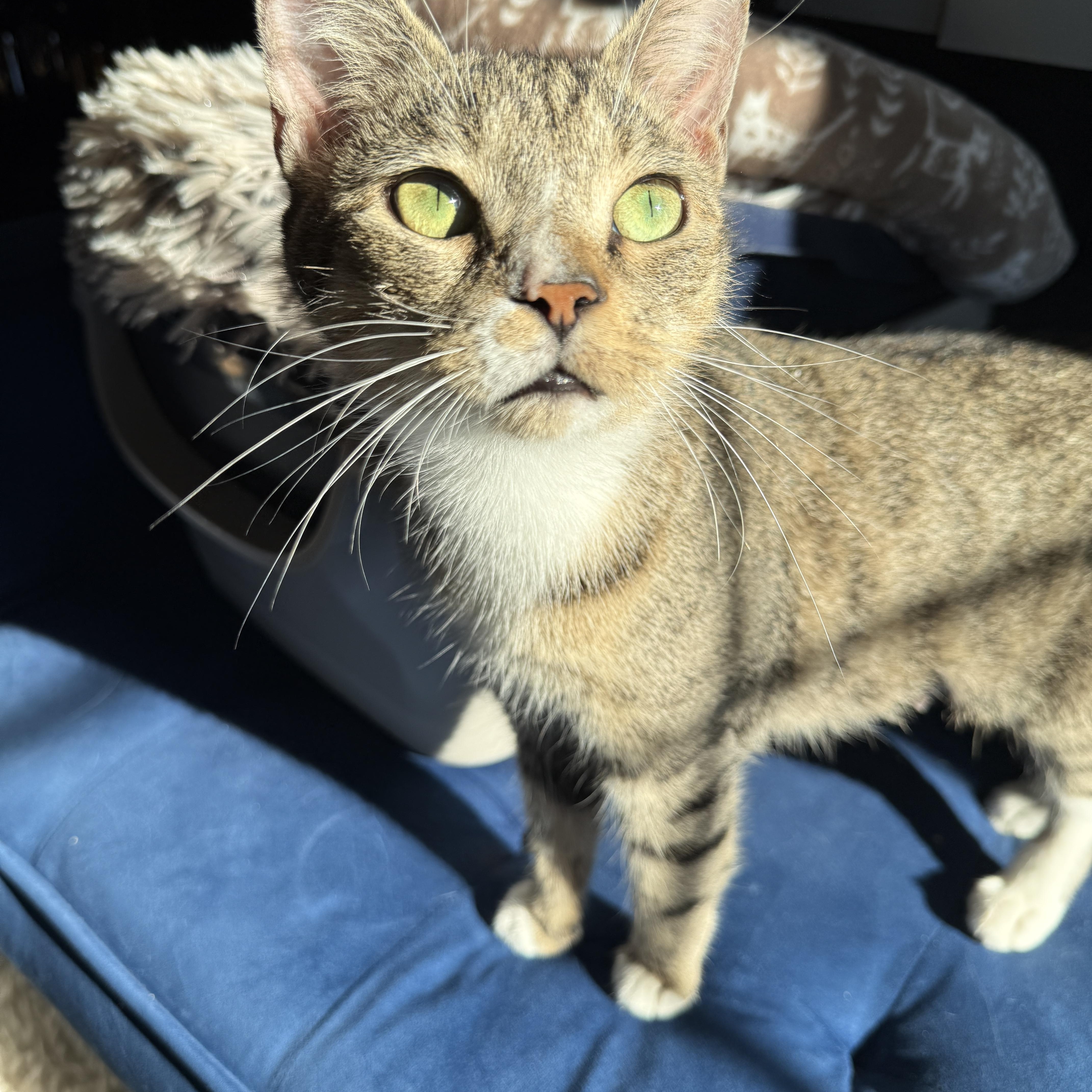 Enlarge Tennesse, a Adoptable Domestic Short Hair in Brooklyn, NY image 6/6