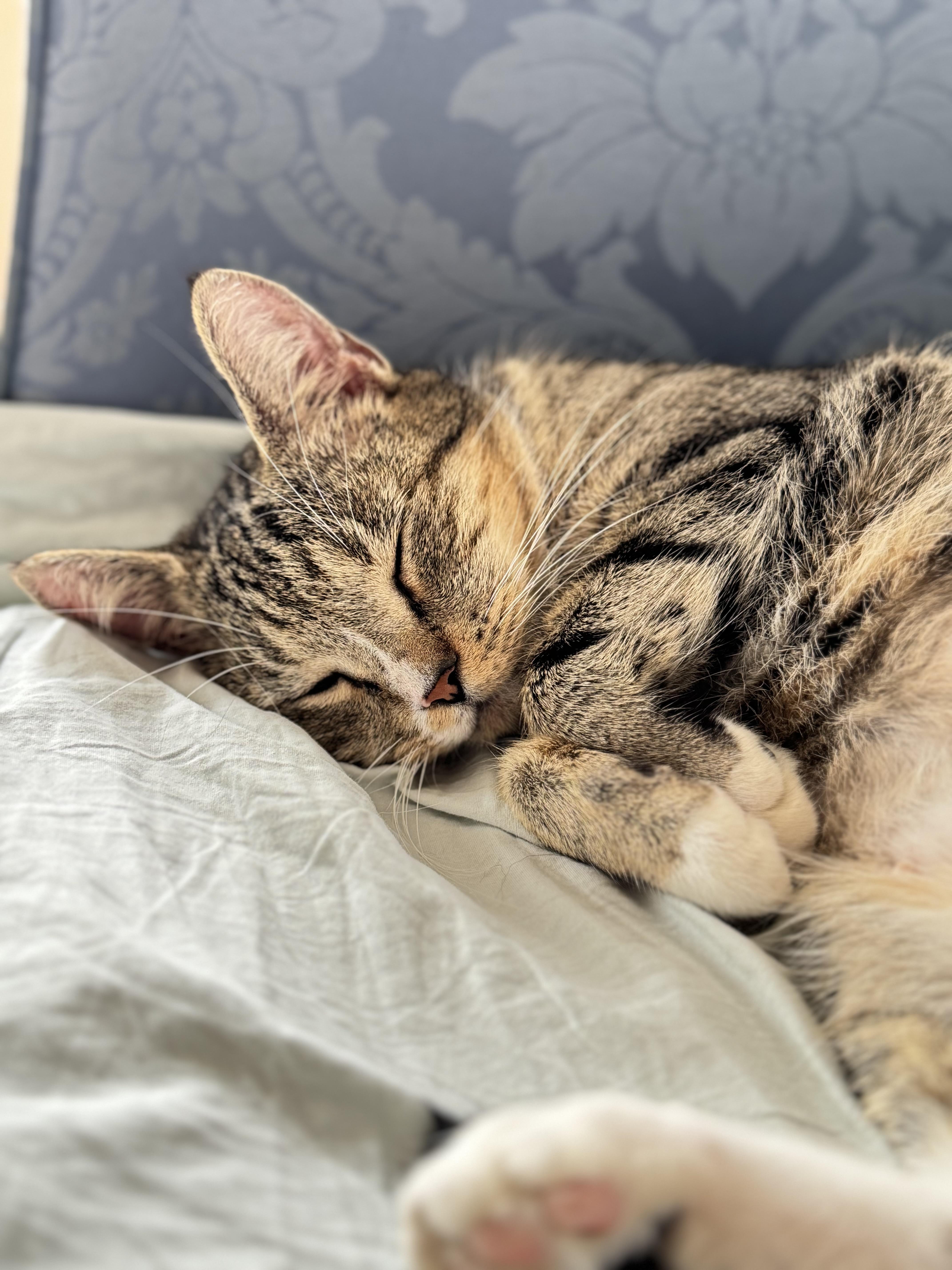 Enlarge Tennesse, a Adoptable Domestic Short Hair in Brooklyn, NY image 3/6