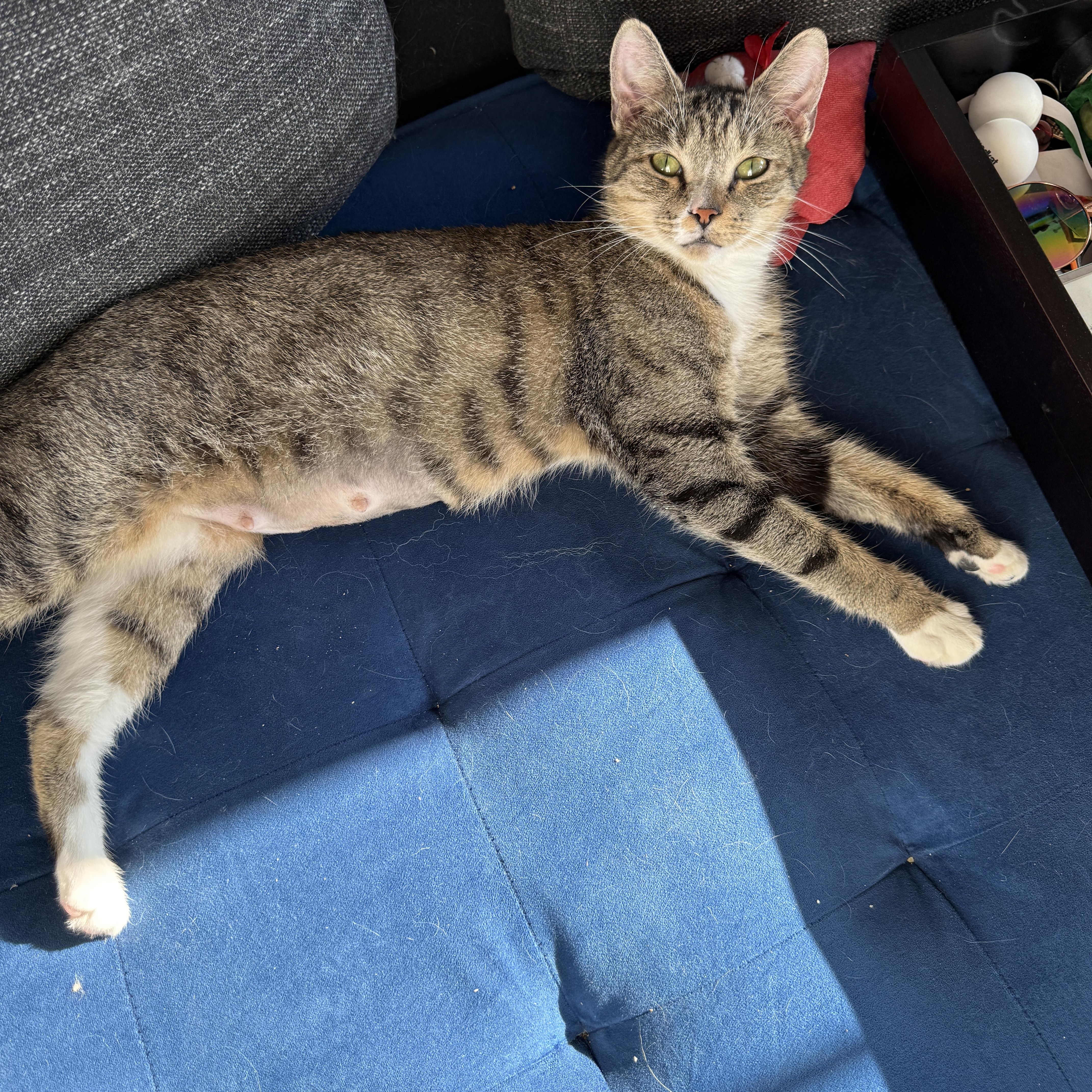 Enlarge Tennesse, a Adoptable Domestic Short Hair in Brooklyn, NY image 5/6