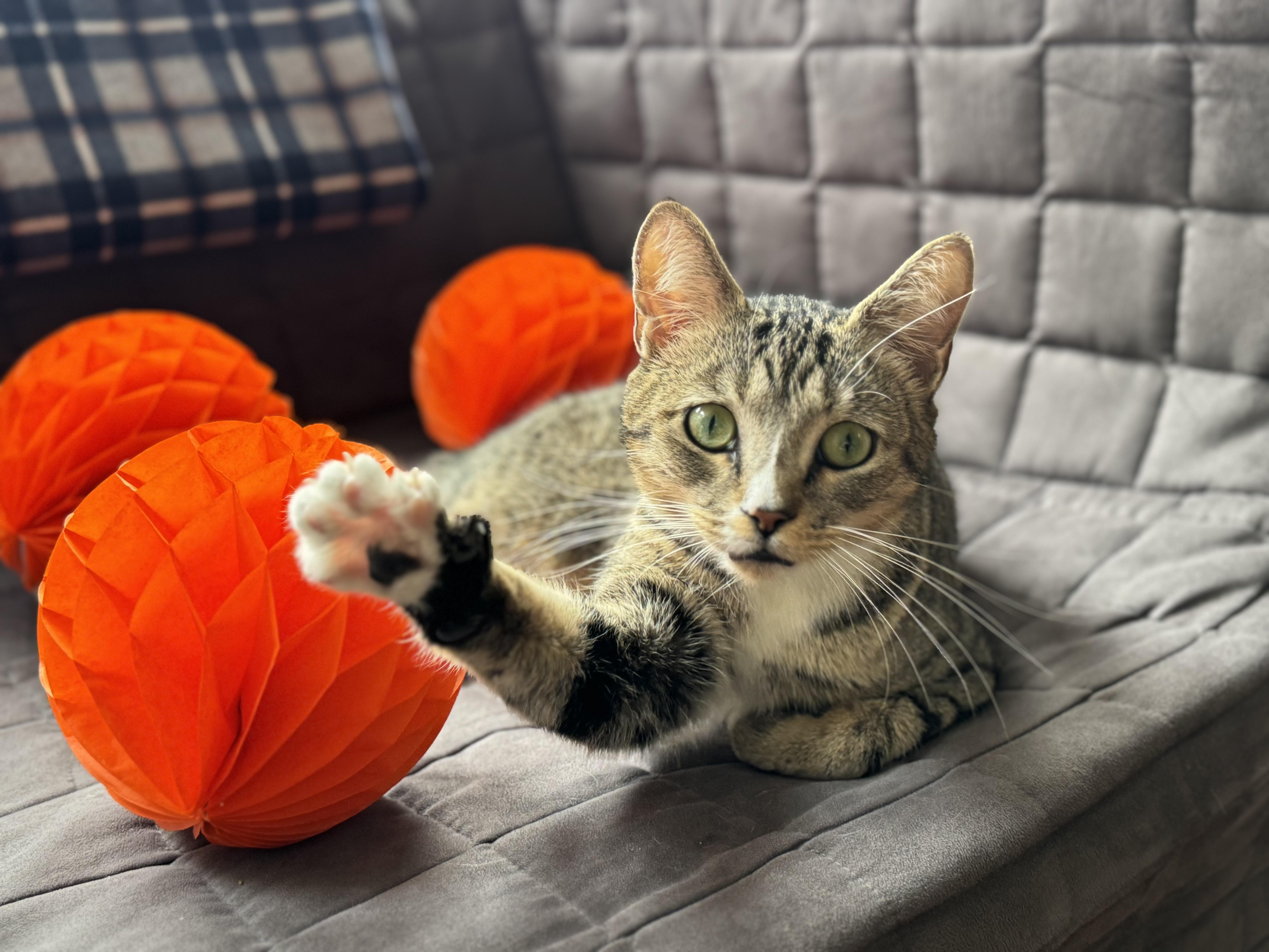 Enlarge Tennesse, a Adoptable Domestic Short Hair in Brooklyn, NY image 4/6