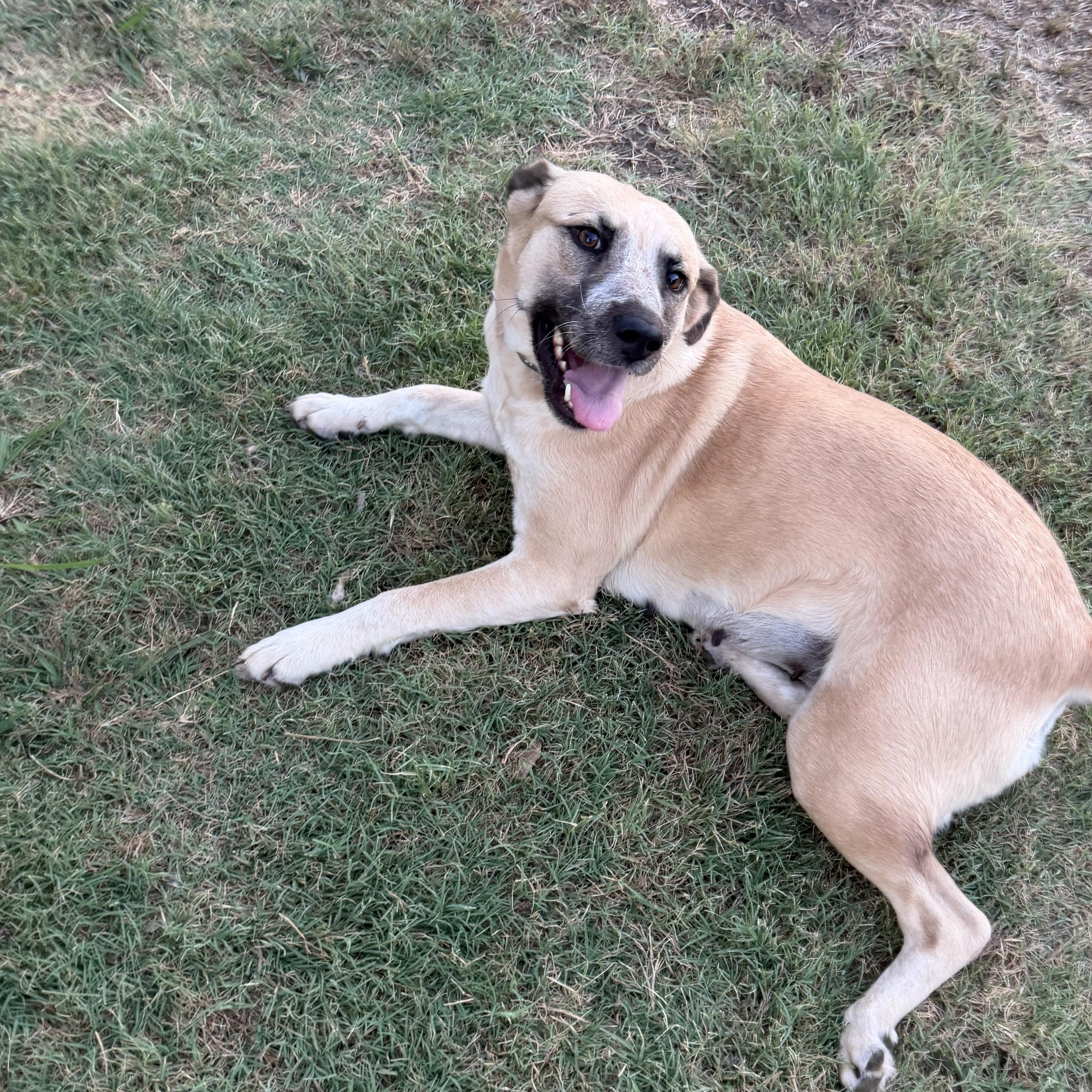 Enlarge Smiley, a Adoptable mixed breed in Krum, TX image 3/6