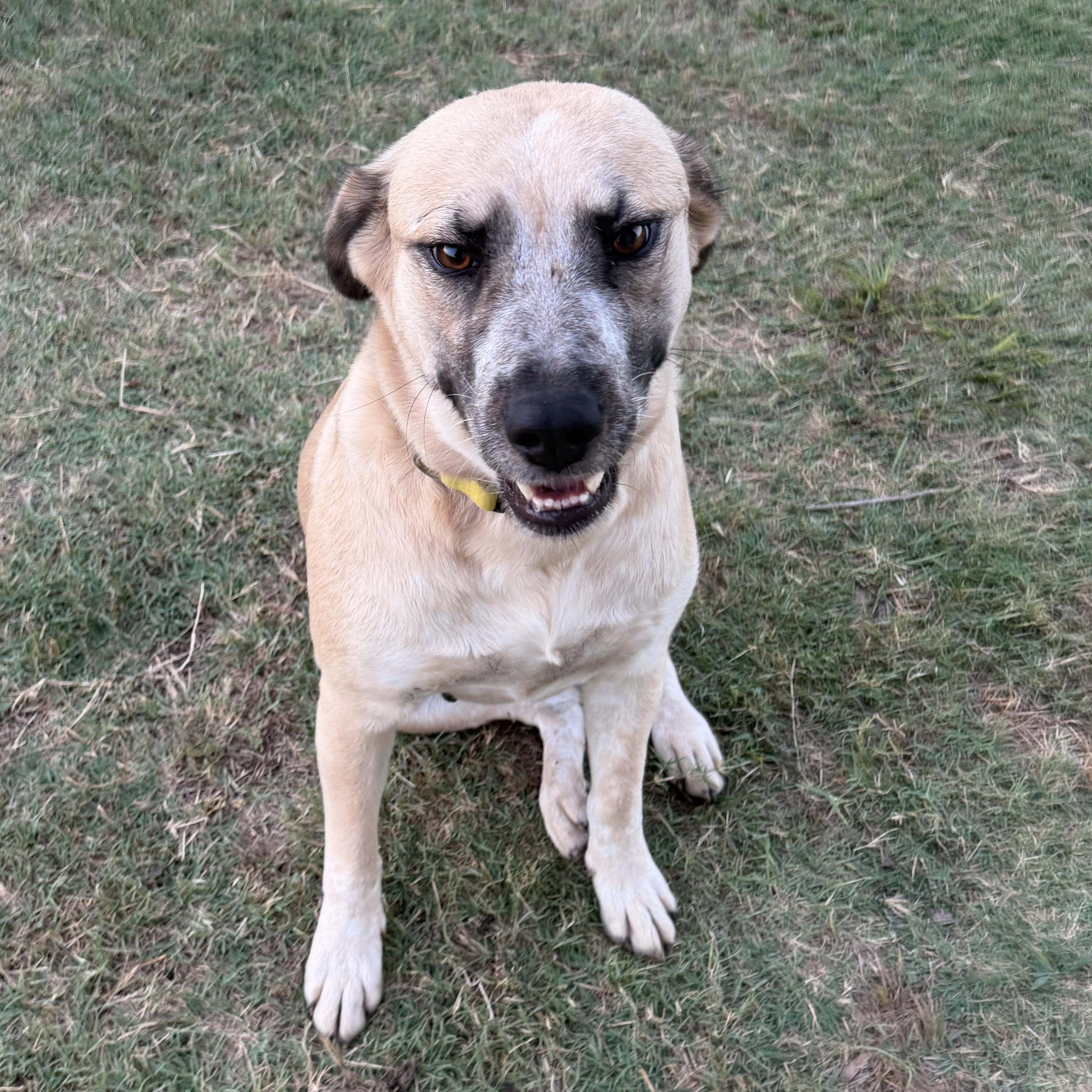 Enlarge Smiley, a Adoptable mixed breed in Krum, TX image 5/6