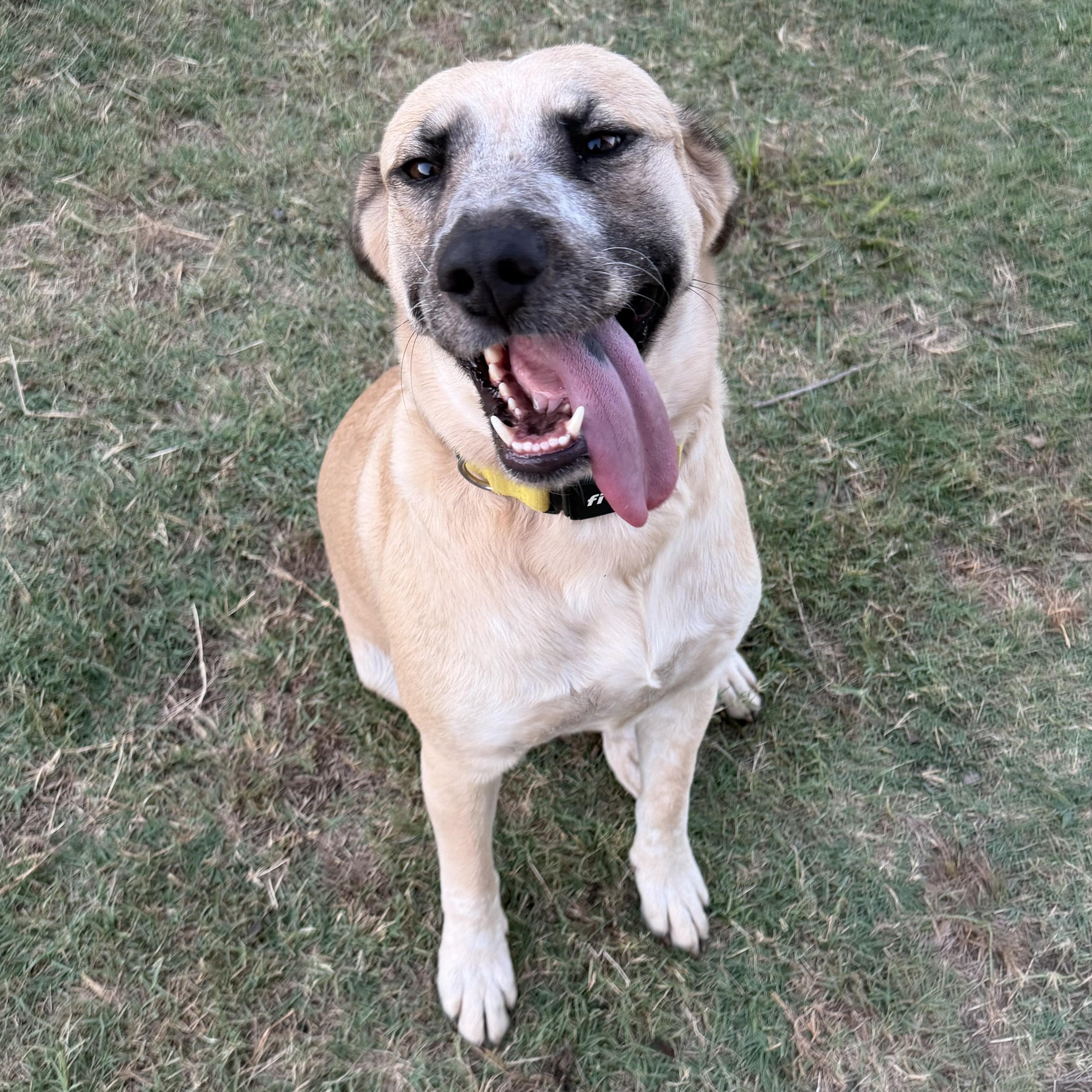 Enlarge Smiley, a Adoptable mixed breed in Krum, TX image 2/6