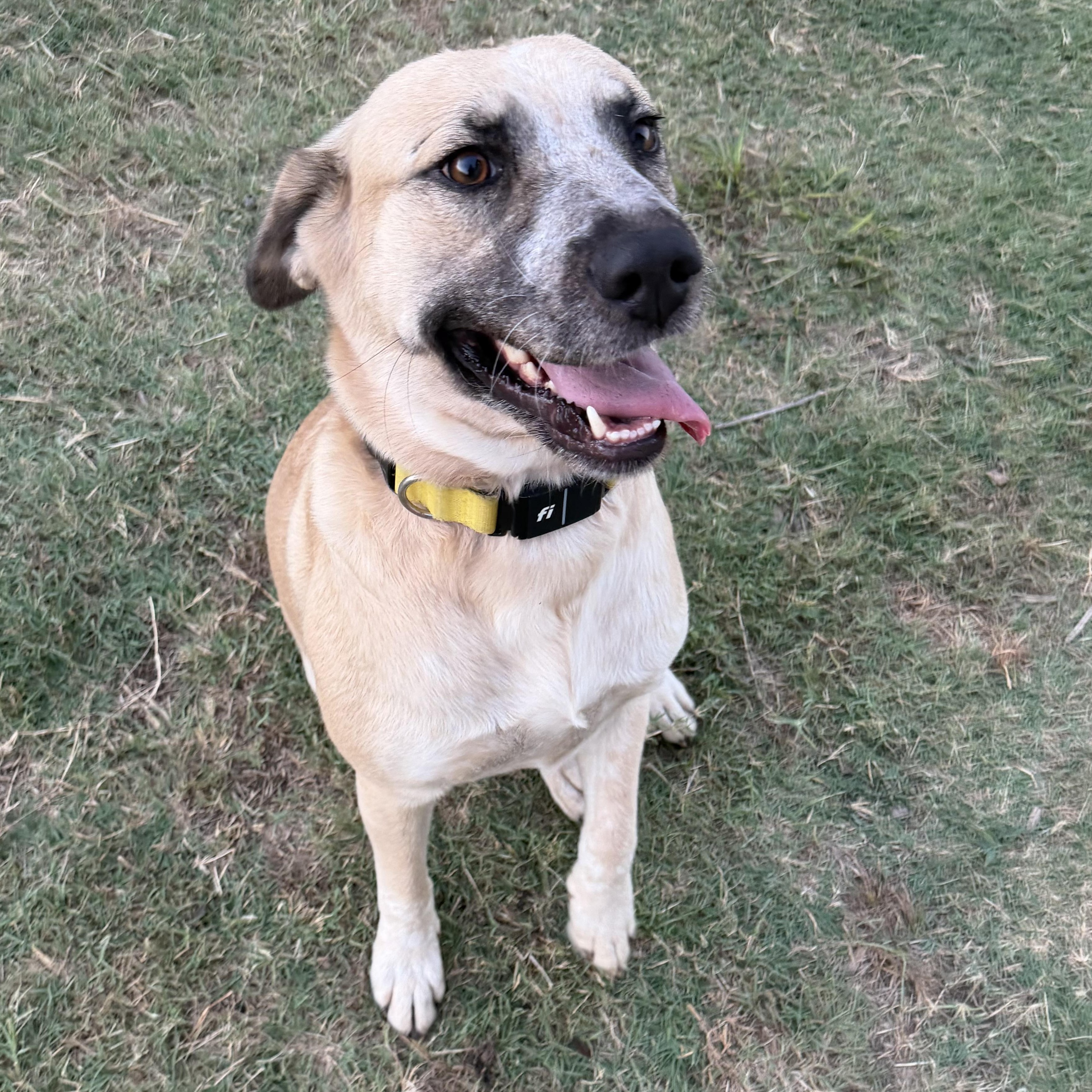 Enlarge Smiley, a Adoptable mixed breed in Krum, TX image 4/6