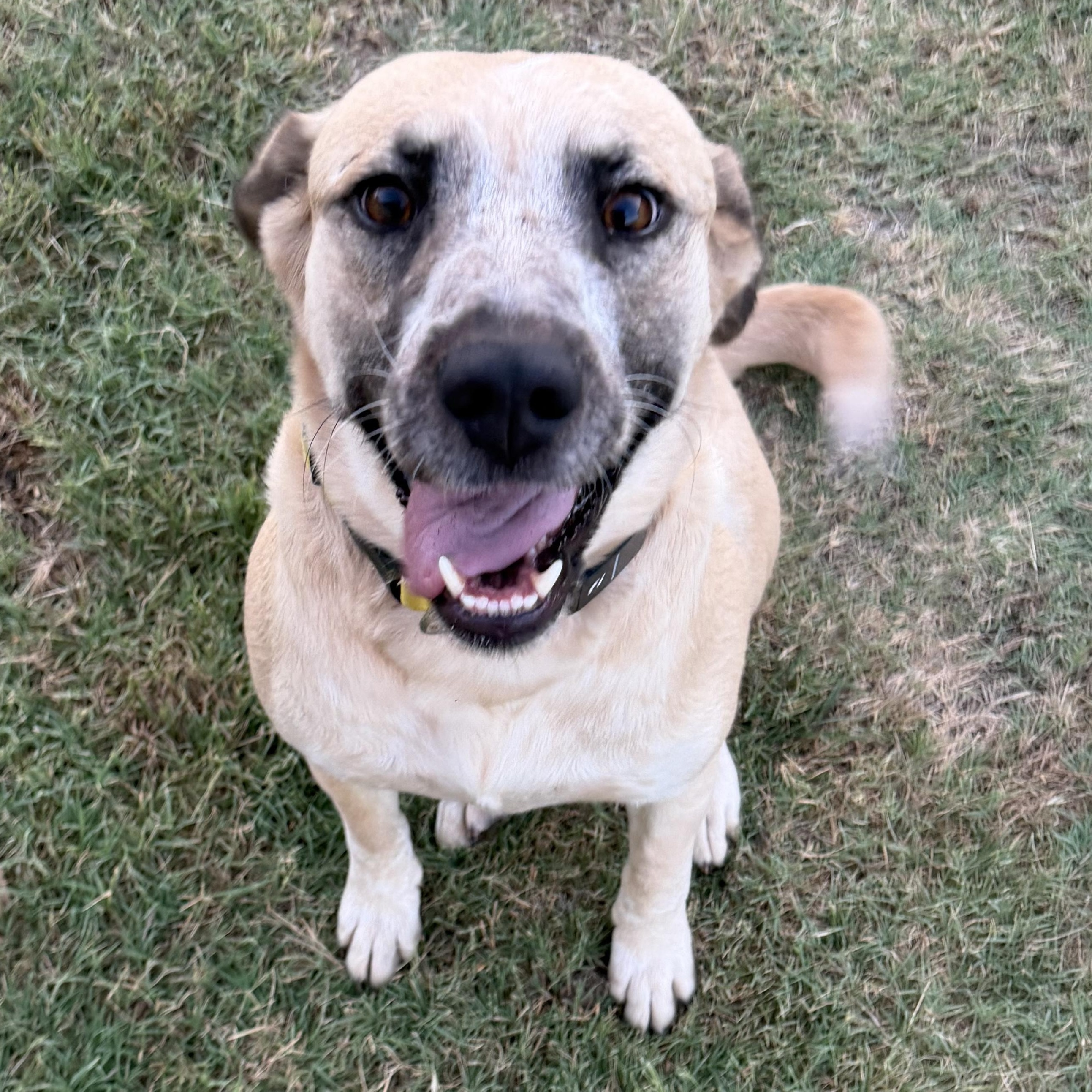 Smiley, Adoptable, Young Female Great Pyrenees.