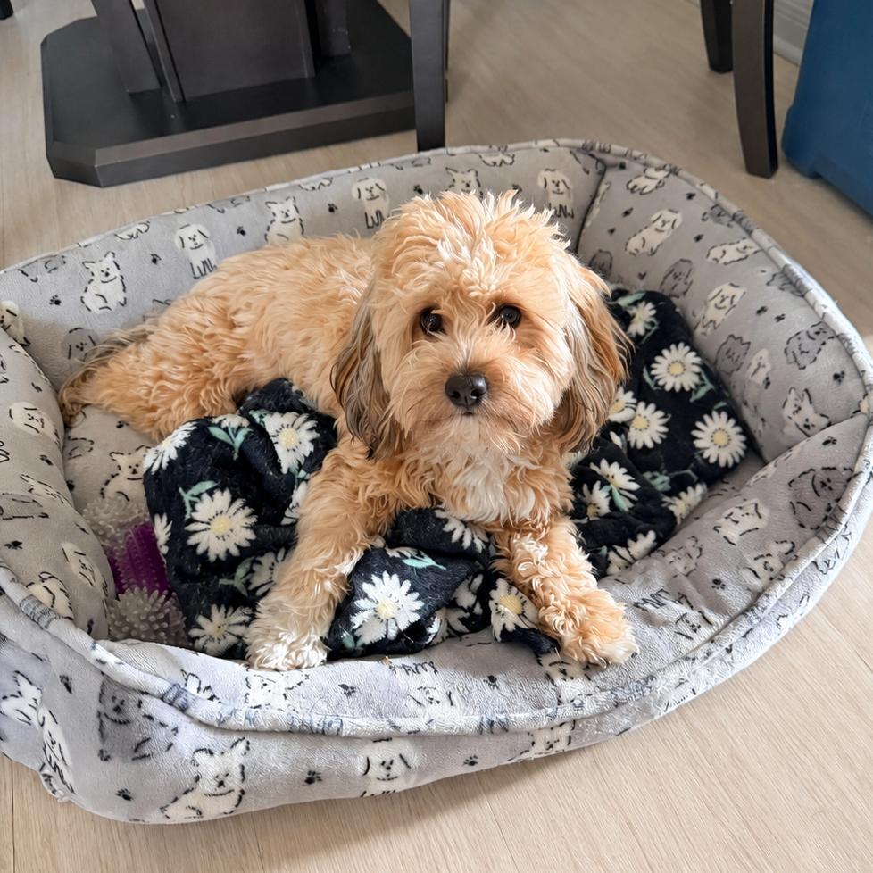 Peaches, Adoptable, Adult Female Miniature Poodle & Yorkshire Terrier.