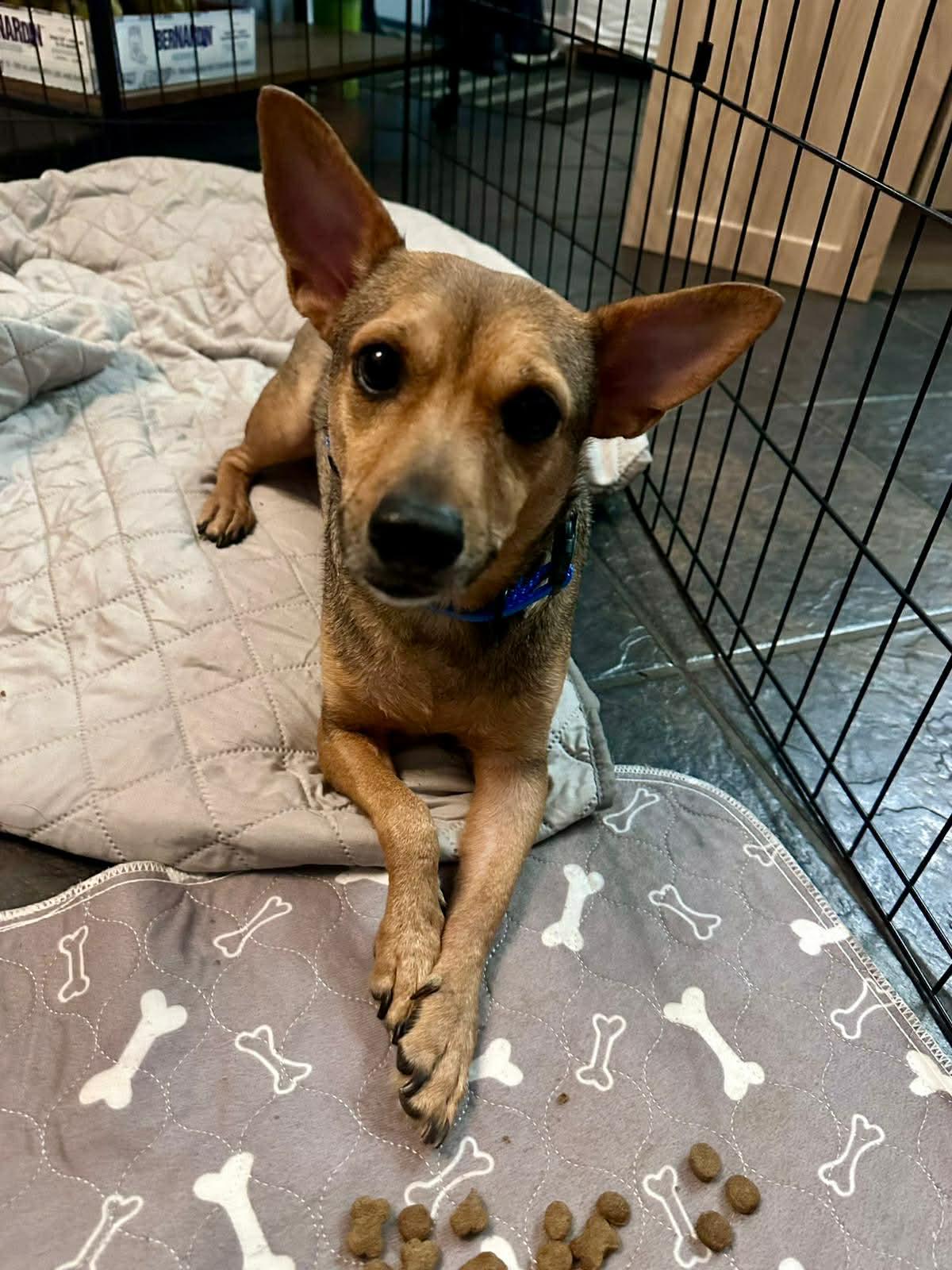 Enlarge Pepito, a ADOPTABLE mixed breed in Edmonton, AB image 4/6