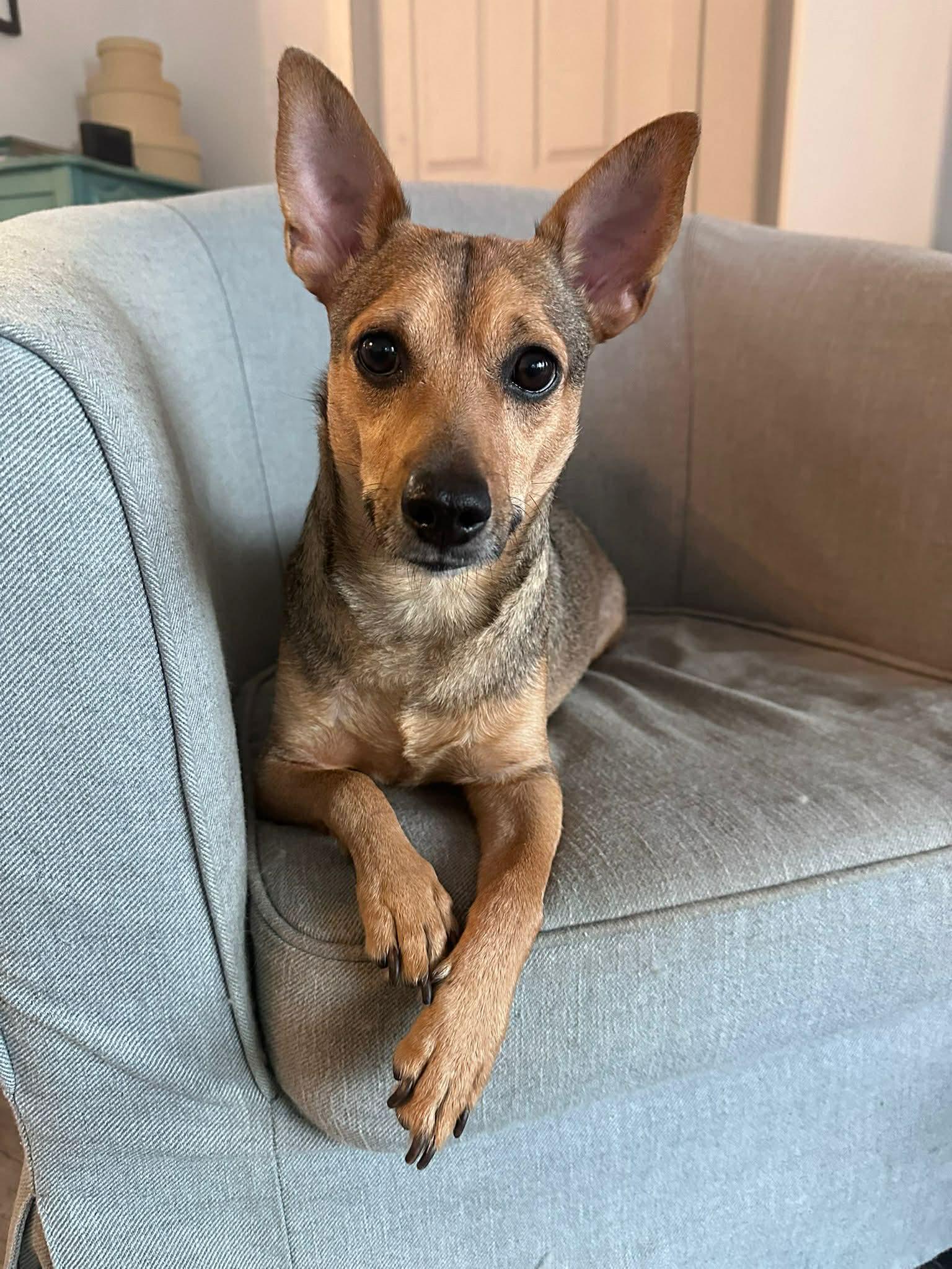 Pepito, ADOPTABLE, Adult Male Chihuahua & Terrier.