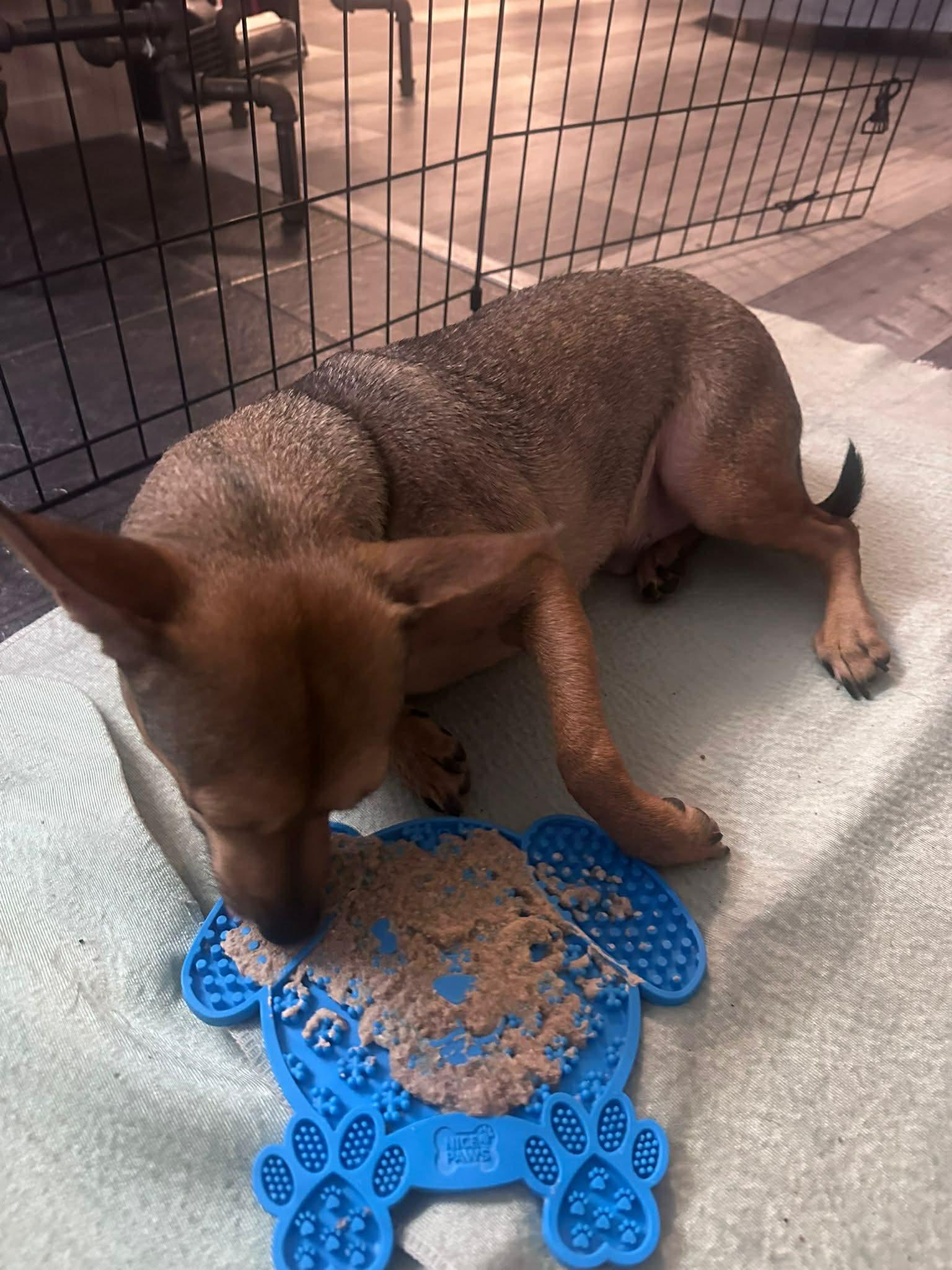 Enlarge Pepito, a ADOPTABLE mixed breed in Edmonton, AB image 5/6