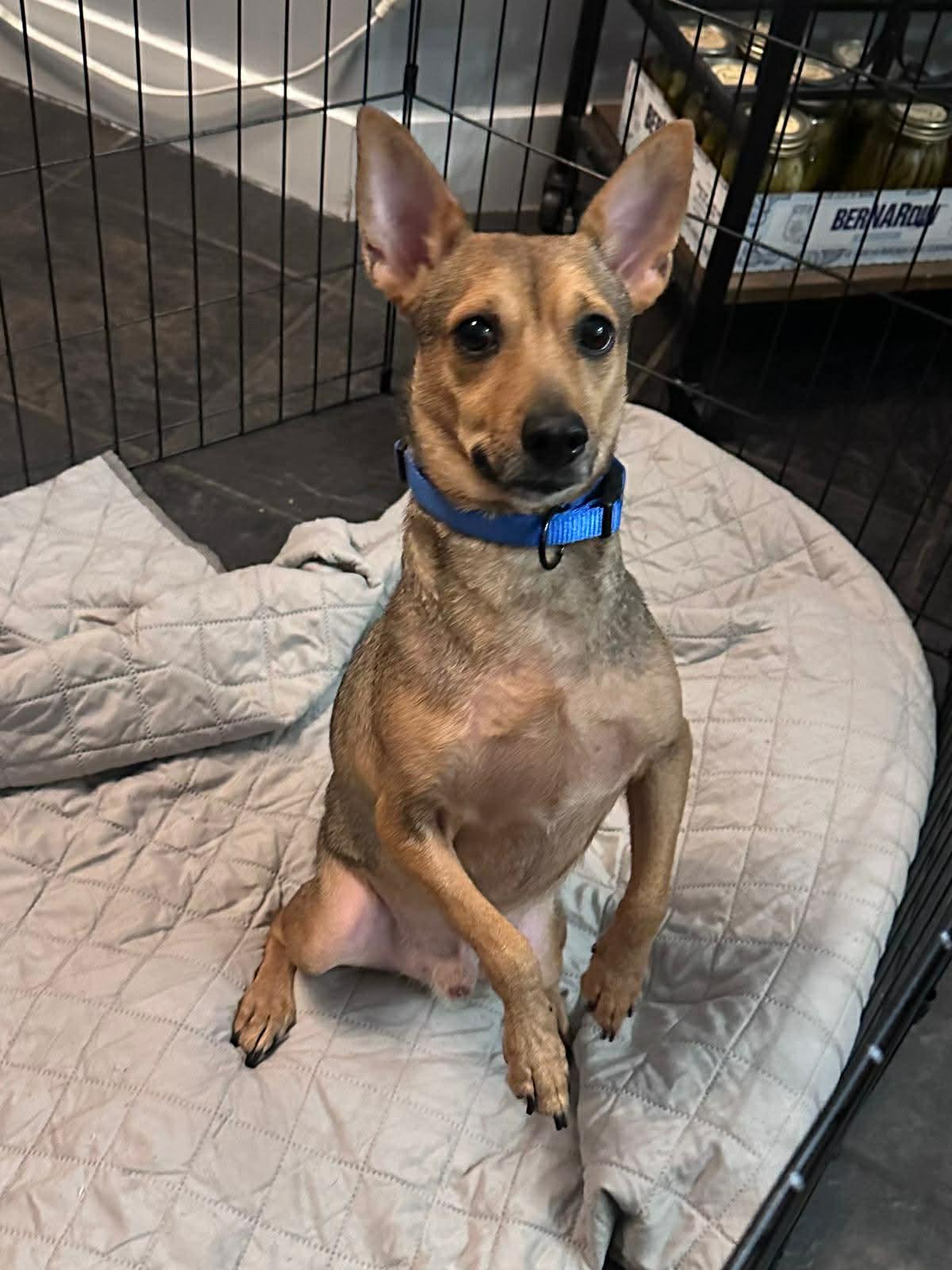 Enlarge Pepito, a ADOPTABLE mixed breed in Edmonton, AB image 3/6