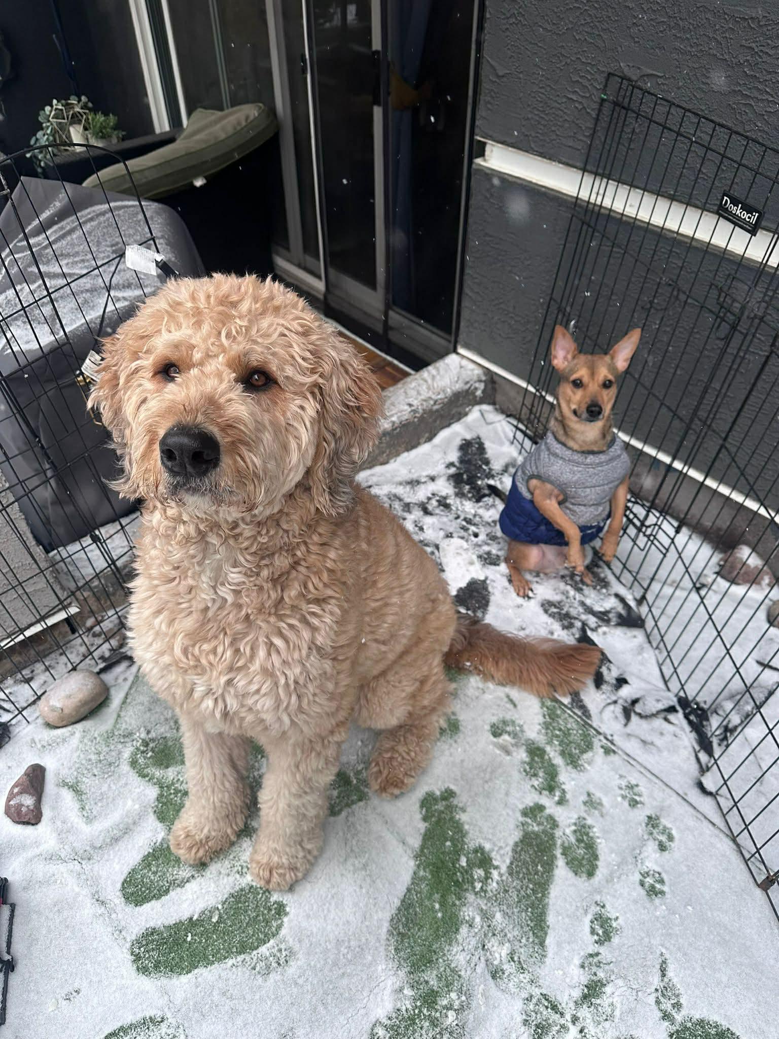 Enlarge Pepito, a ADOPTABLE mixed breed in Edmonton, AB image 2/6