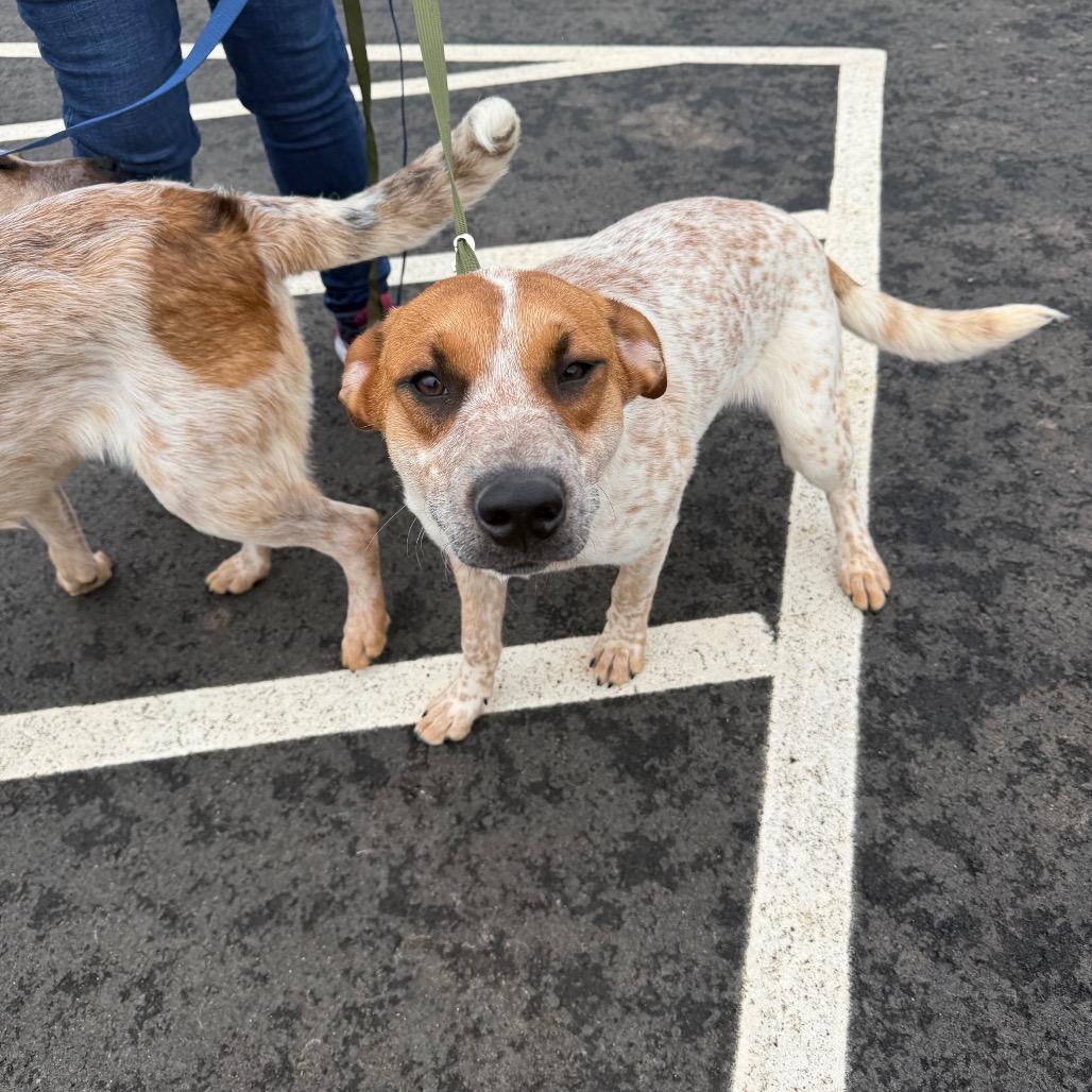 Melvin, Adoptable, Young Male Cattle Dog & Mixed Breed.