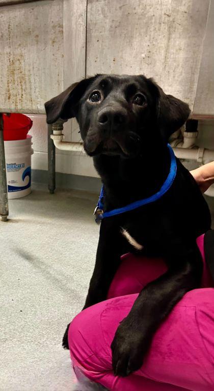 Enlarge Delilah, a Adoptable mixed breed in Spruce Pine, NC image 1/1