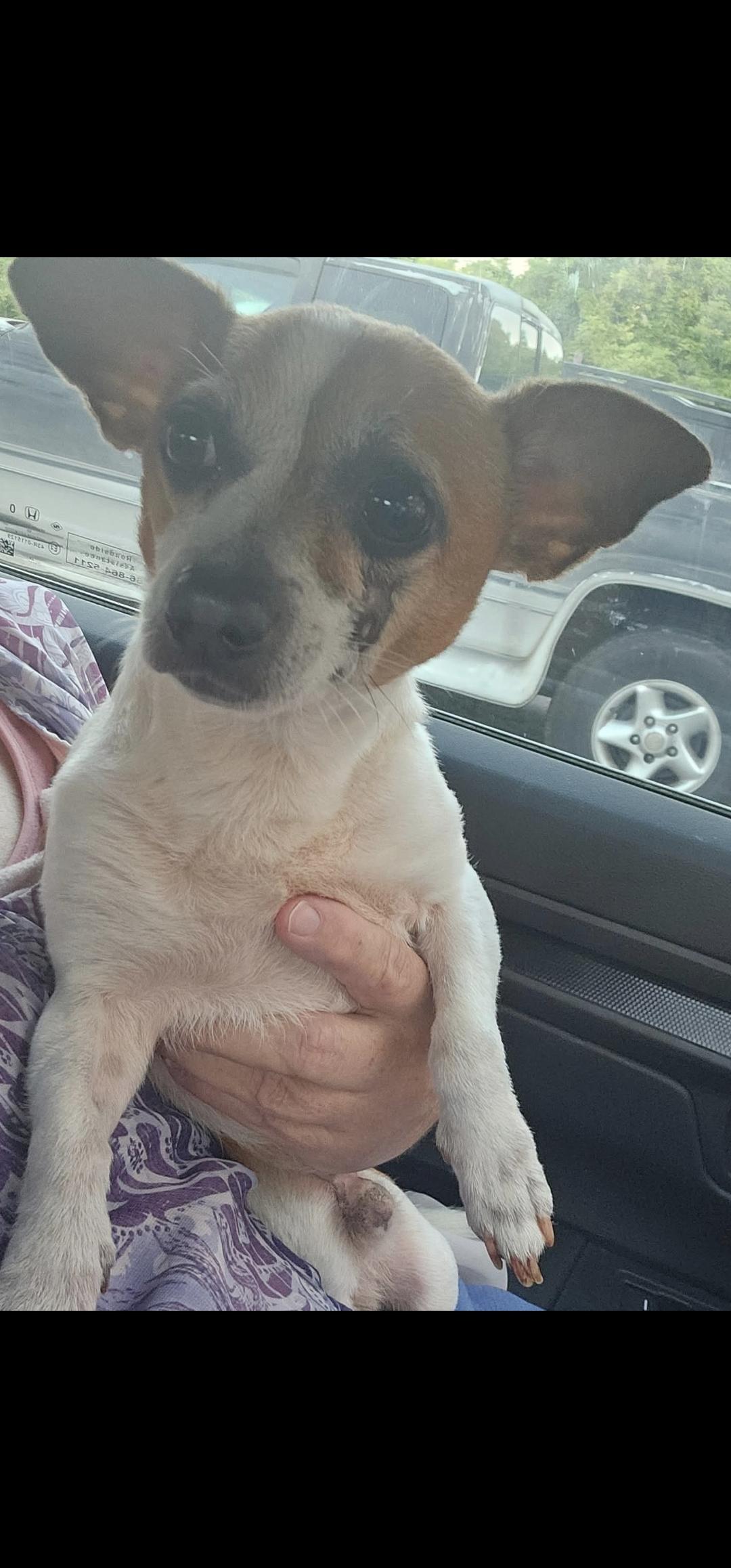 Chase, Adoptable, Adult Male Chihuahua.