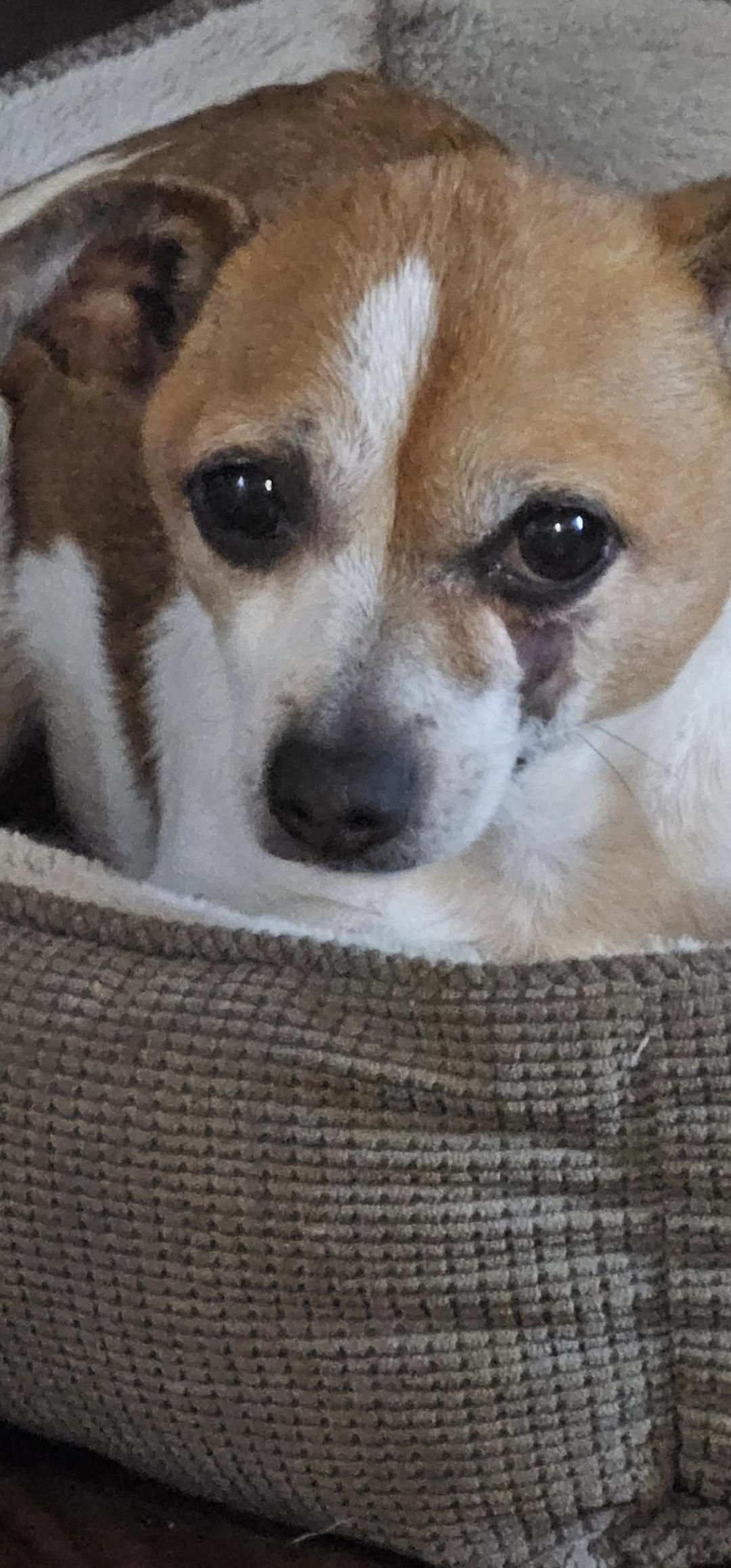 Chase, a Adoptable Chihuahua image 2/4