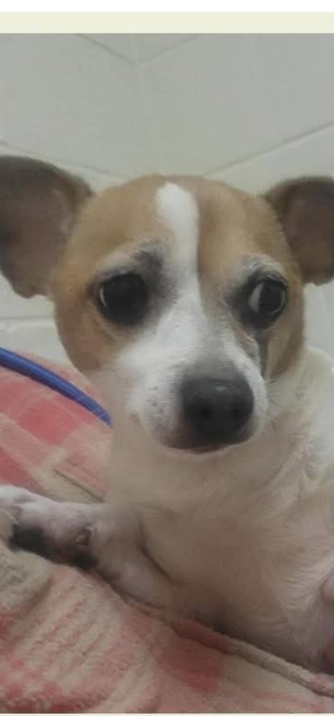 Chase, a Adoptable Chihuahua image 3/4