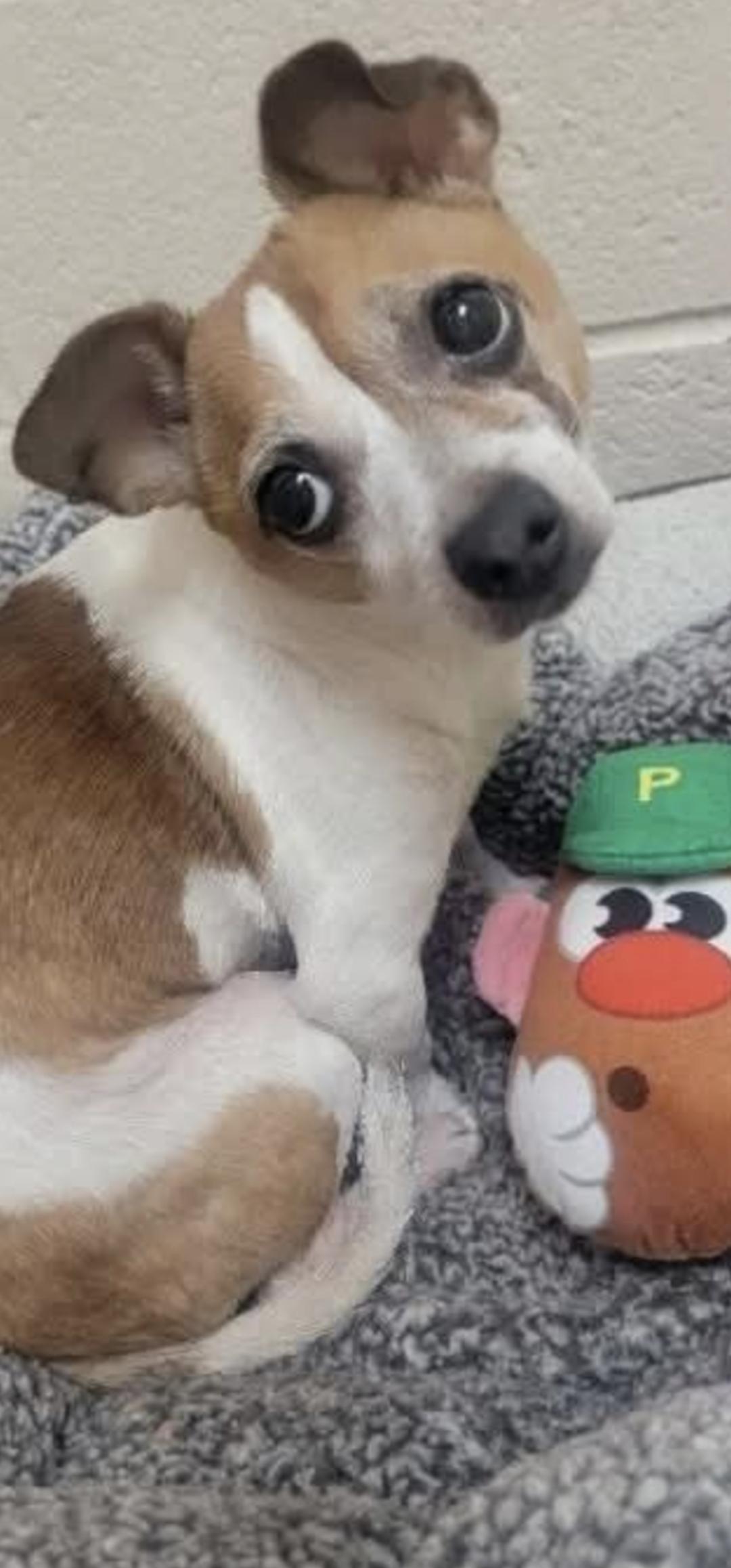 Chase, a Adoptable Chihuahua image 4/4