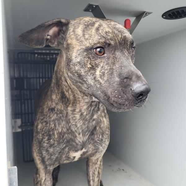 Enlarge Pen 152c Mac, a Adoptable mixed breed in Lawrenceville, GA image 1/2