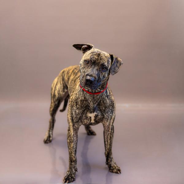 Enlarge Pen 152c Mac, a Adoptable mixed breed in Lawrenceville, GA image 2/2