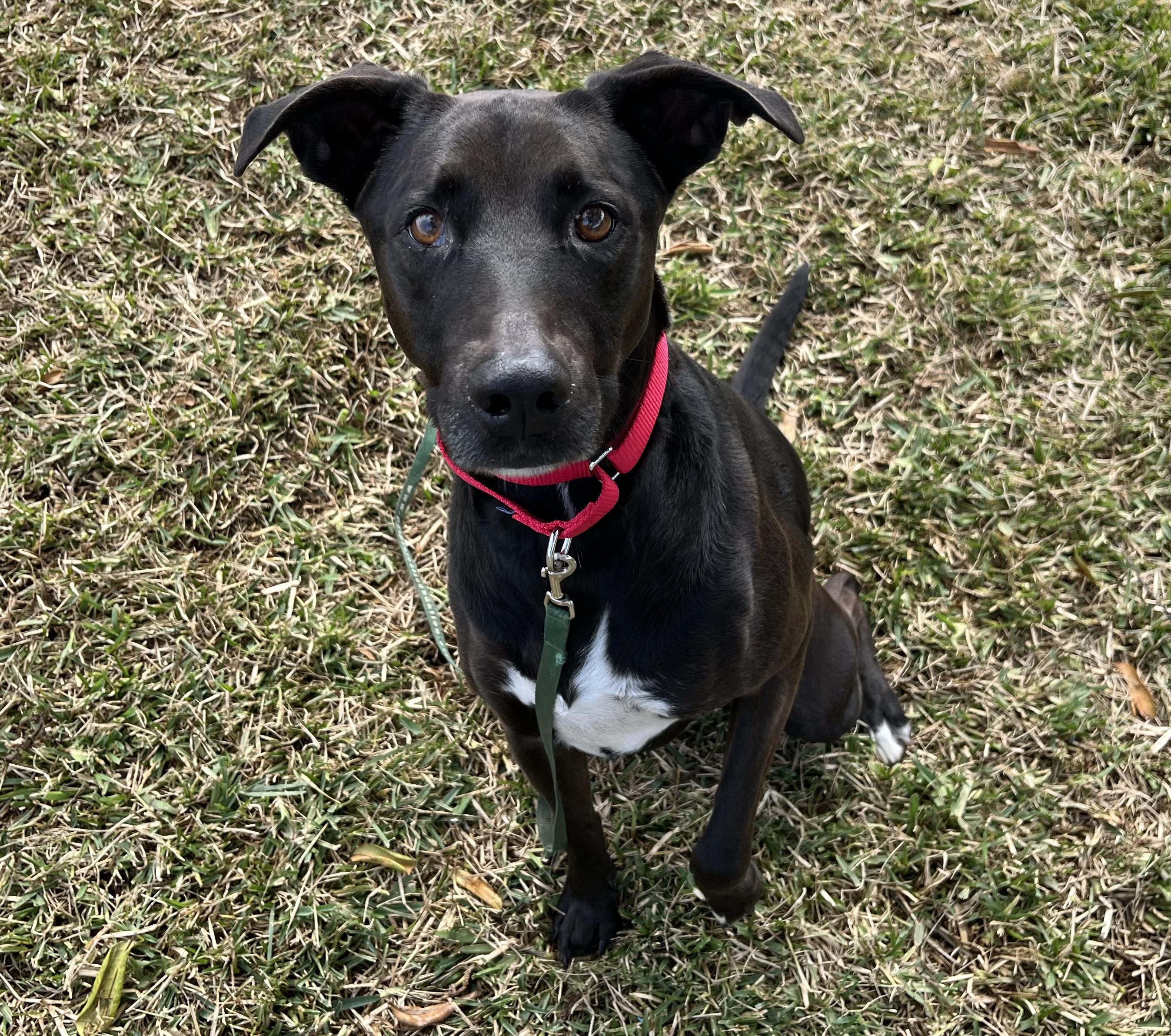 BLUE, a Adoptable mixed breed in San Clemente, CA image 2/3