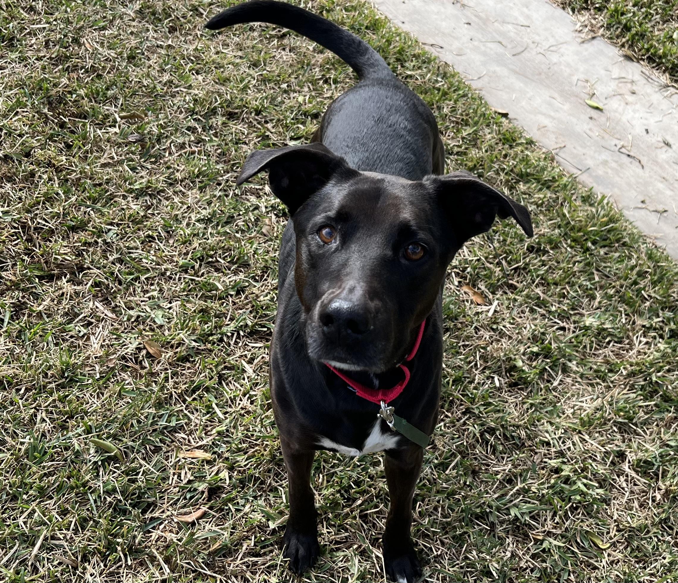 BLUE, a Adoptable mixed breed in San Clemente, CA image 1/3