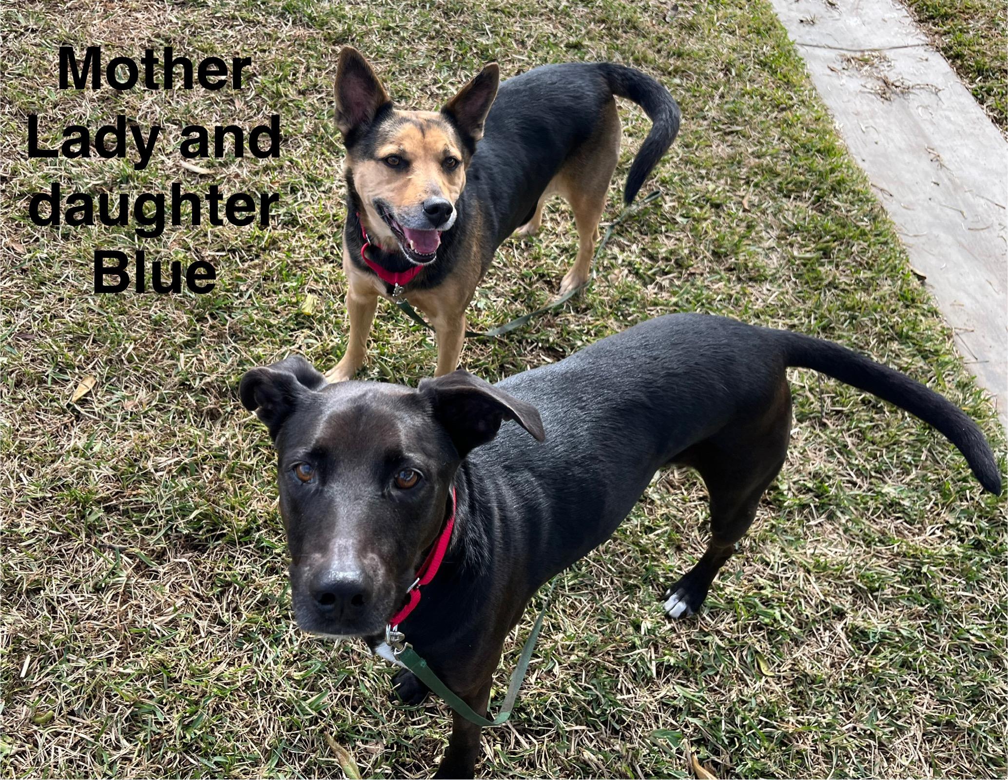 BLUE, a Adoptable mixed breed in San Clemente, CA image 3/3