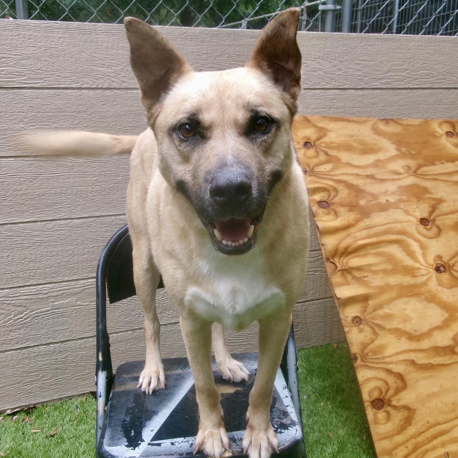 Enlarge Royce, a Adoptable mixed breed in Albany, NY image 2/6