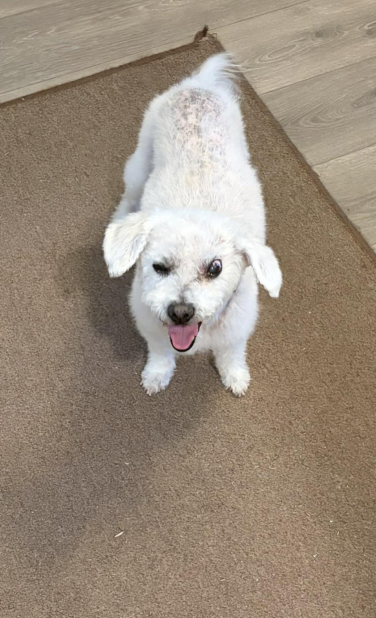 Enlarge Scruffy, a ADOPTABLE mixed breed in Carthage, NC image 2/2