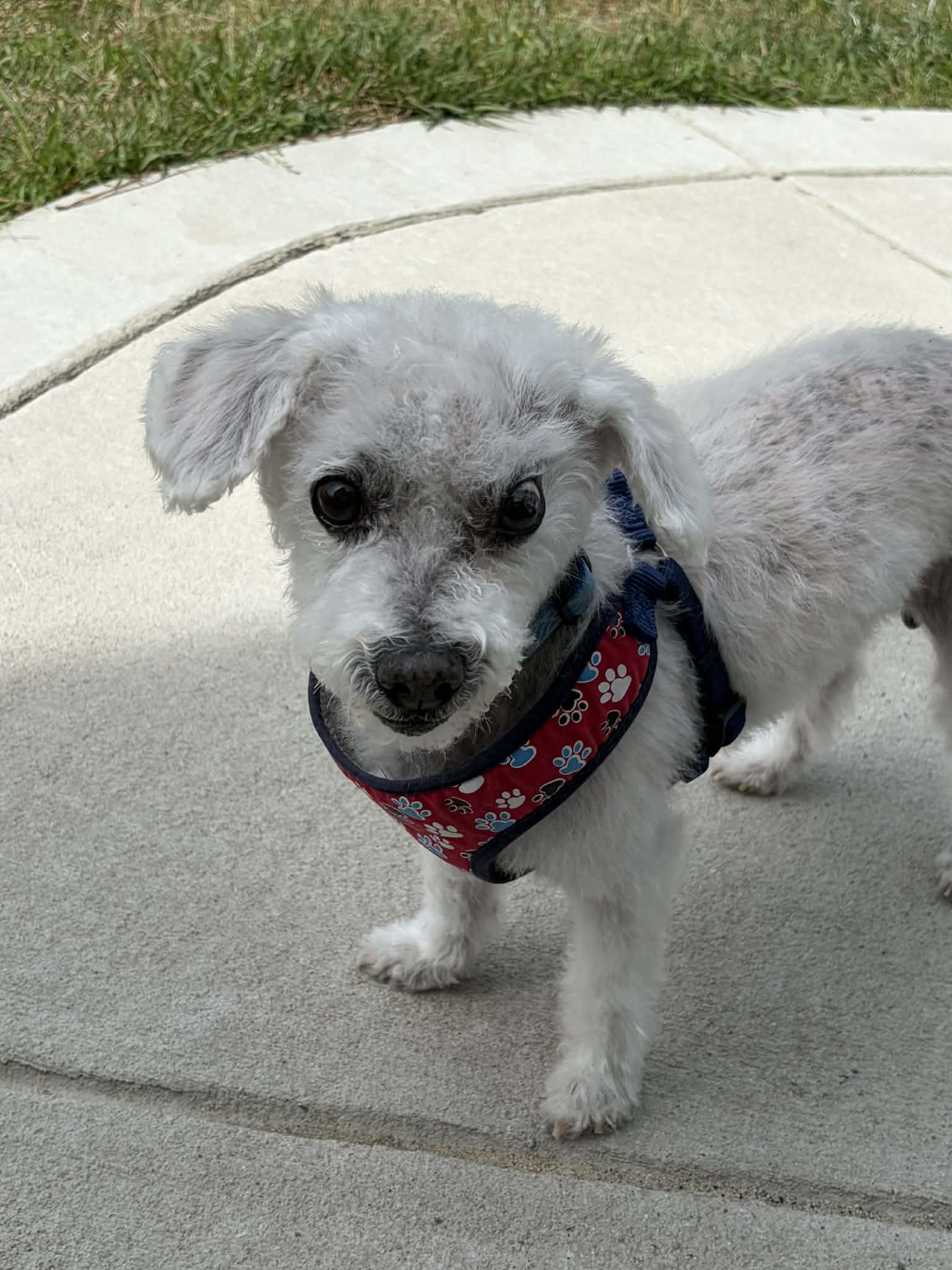 Scruffy, ADOPTABLE, Adult Male Maltipoo & Mixed Breed.