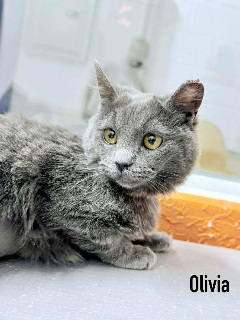 Olivia, Adoptable, Kitten Female Domestic Short Hair.