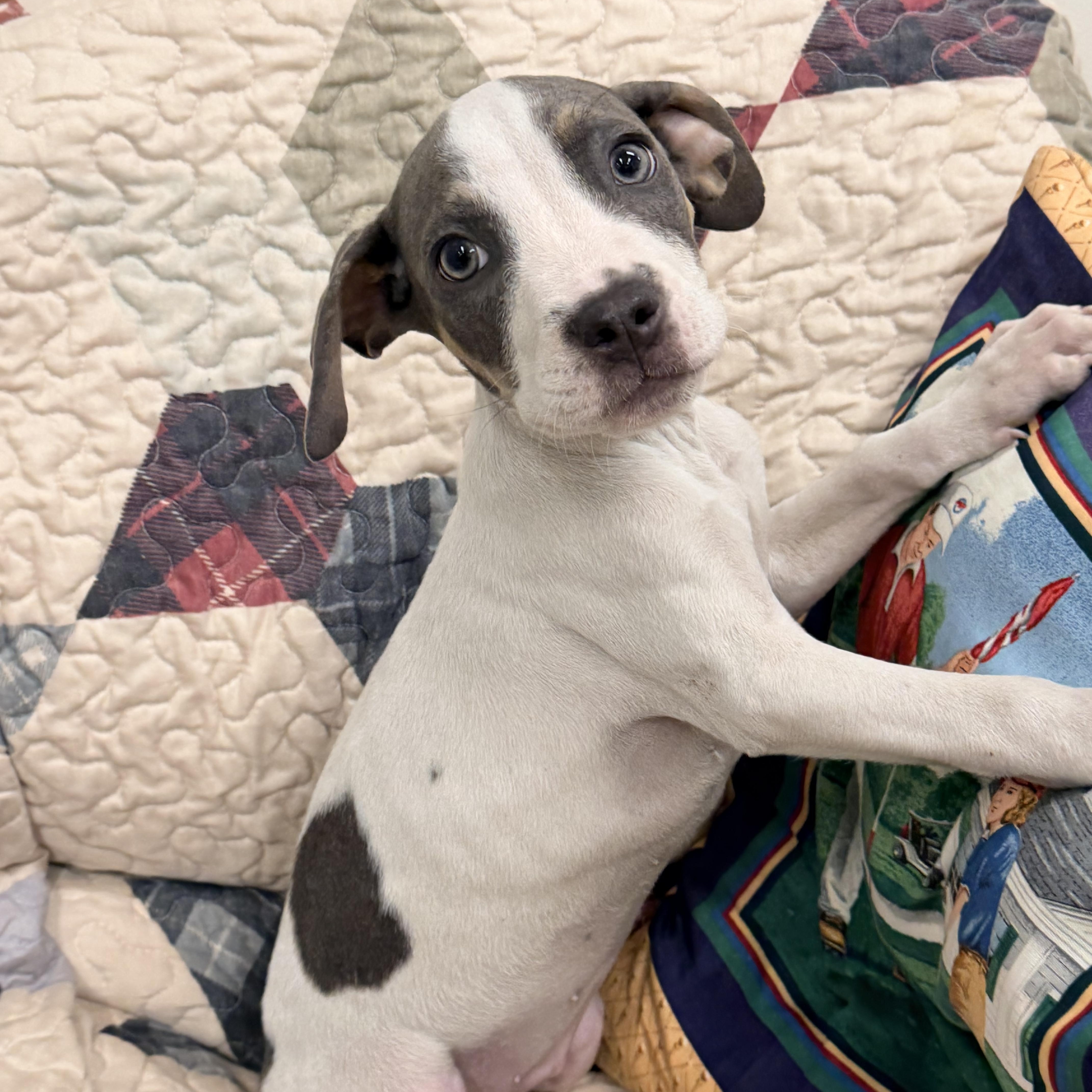 Carnie, Adopted, Puppy Female Mixed Breed.