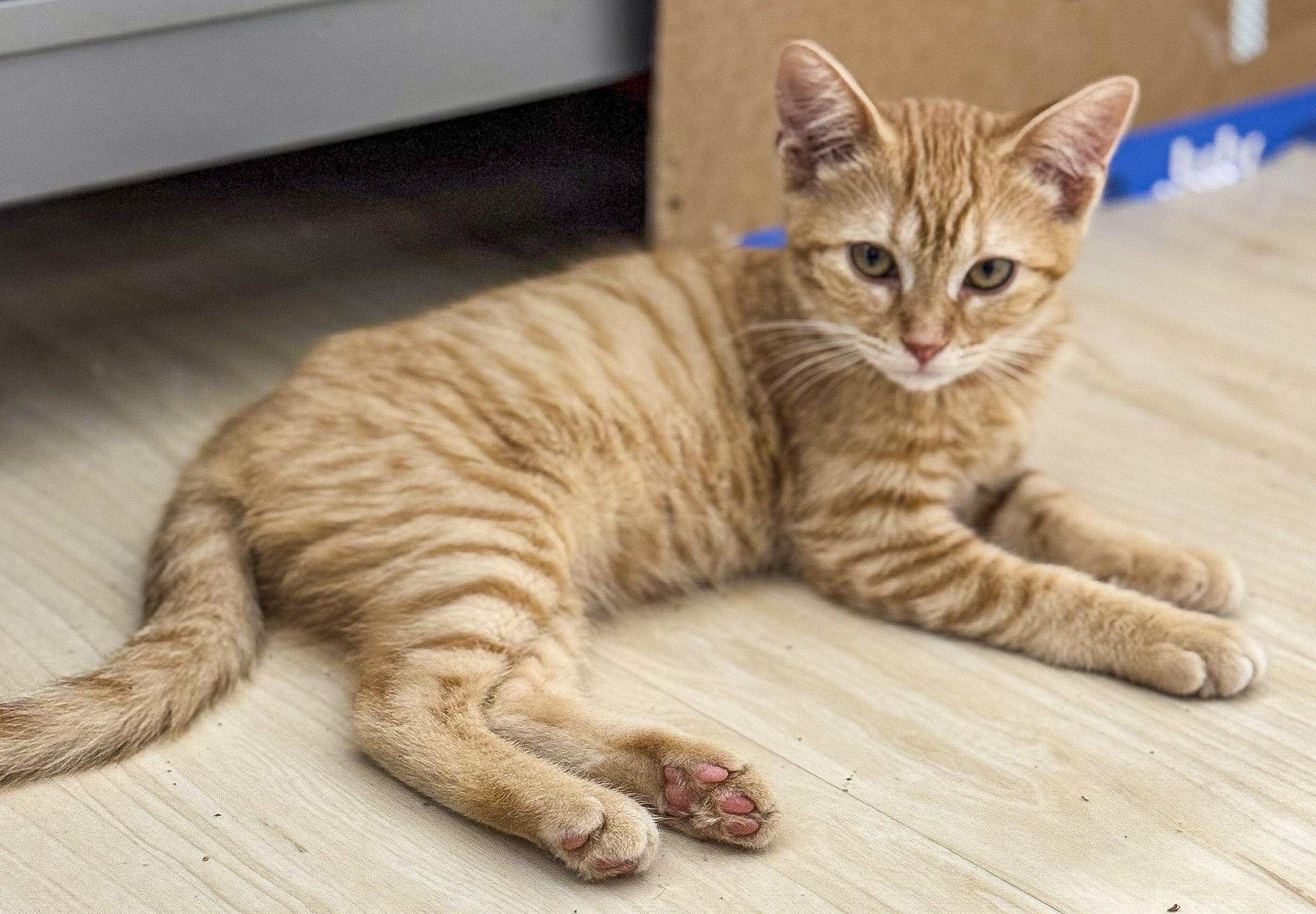 Josie, Adoptable, Kitten Female Tabby & Domestic Short Hair.