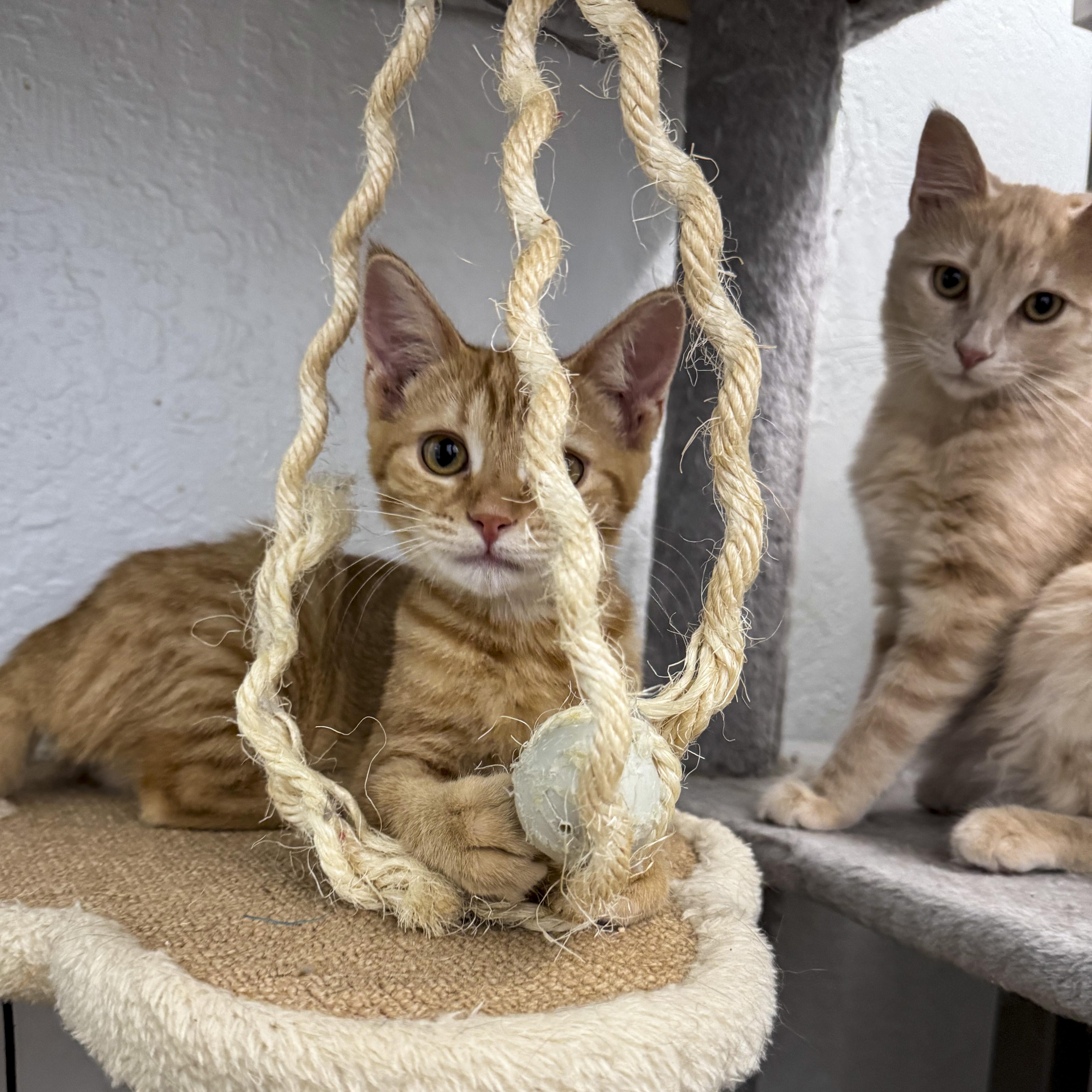 Josie, a Adoptable mixed breed in Antioch, CA image 3/5