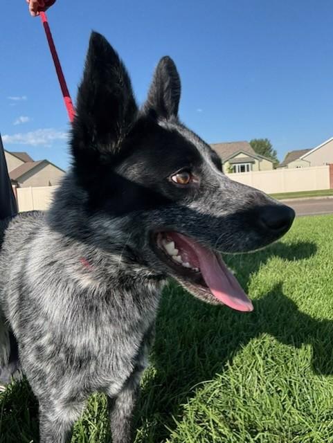 Rooster, adopted, Young Male Australian Cattle Dog / Blue Heeler.