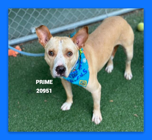 PRIME, an adoptable mixed breed in Marietta, GA image 5/5