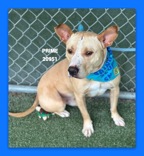PRIME, an adoptable mixed breed in Marietta, GA image 2/5
