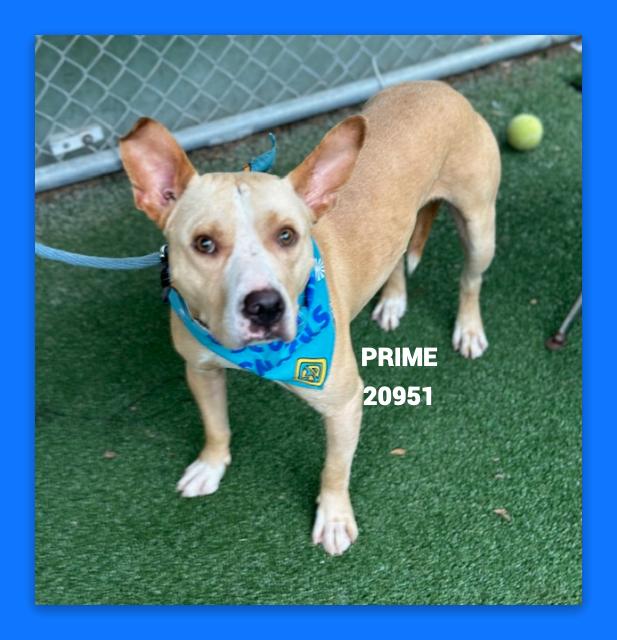 PRIME, an adoptable mixed breed in Marietta, GA image 4/5