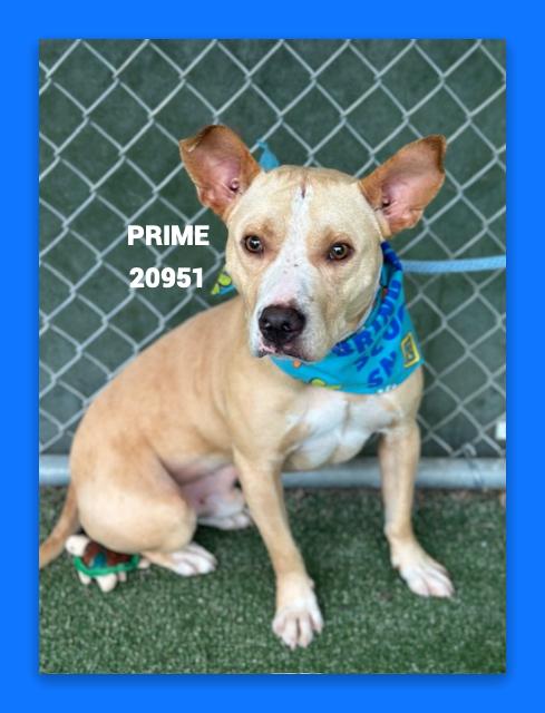 PRIME, an adoptable mixed breed in Marietta, GA image 3/5