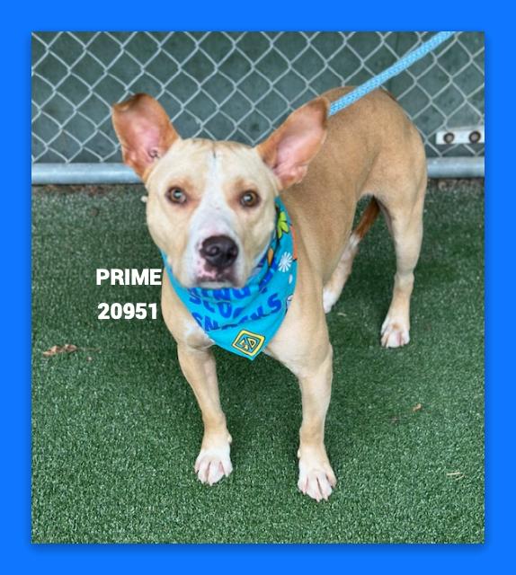 PRIME, adoptable, Young Male Pit Bull Terrier.