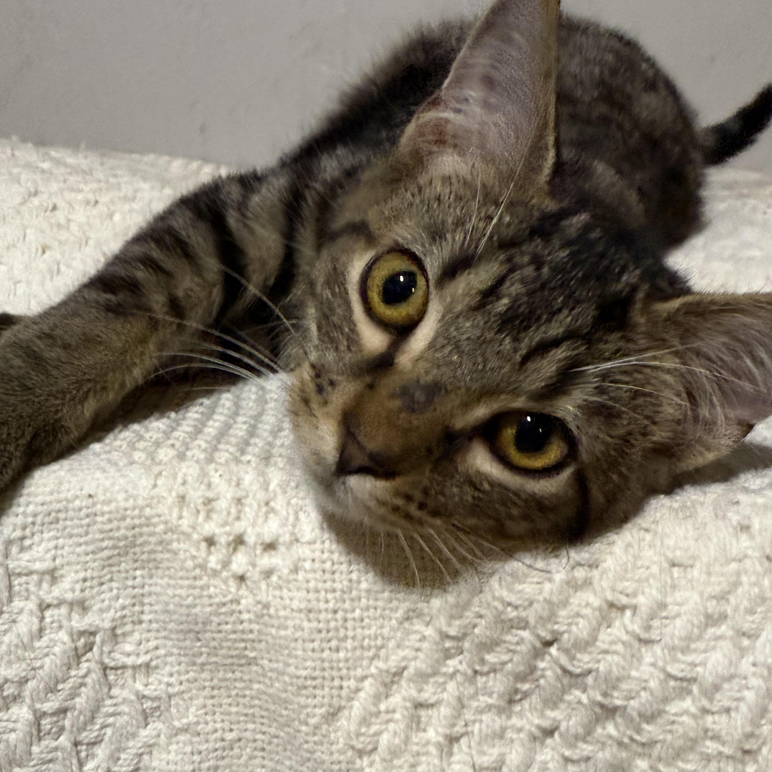 Forest , ADOPTABLE, Young Male Tabby.