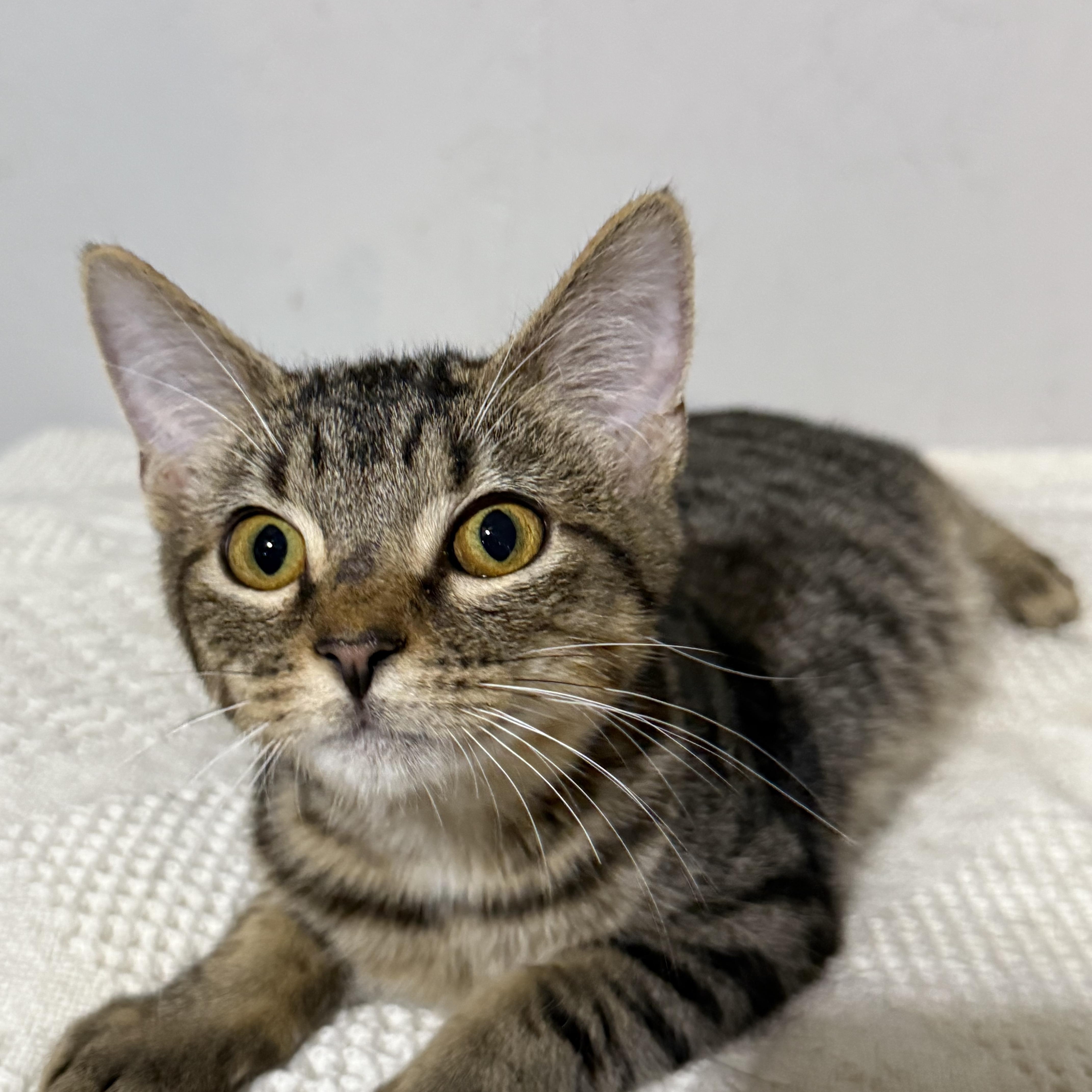 Forest , a ADOPTABLE Tabby in Newton, IL image 2/6
