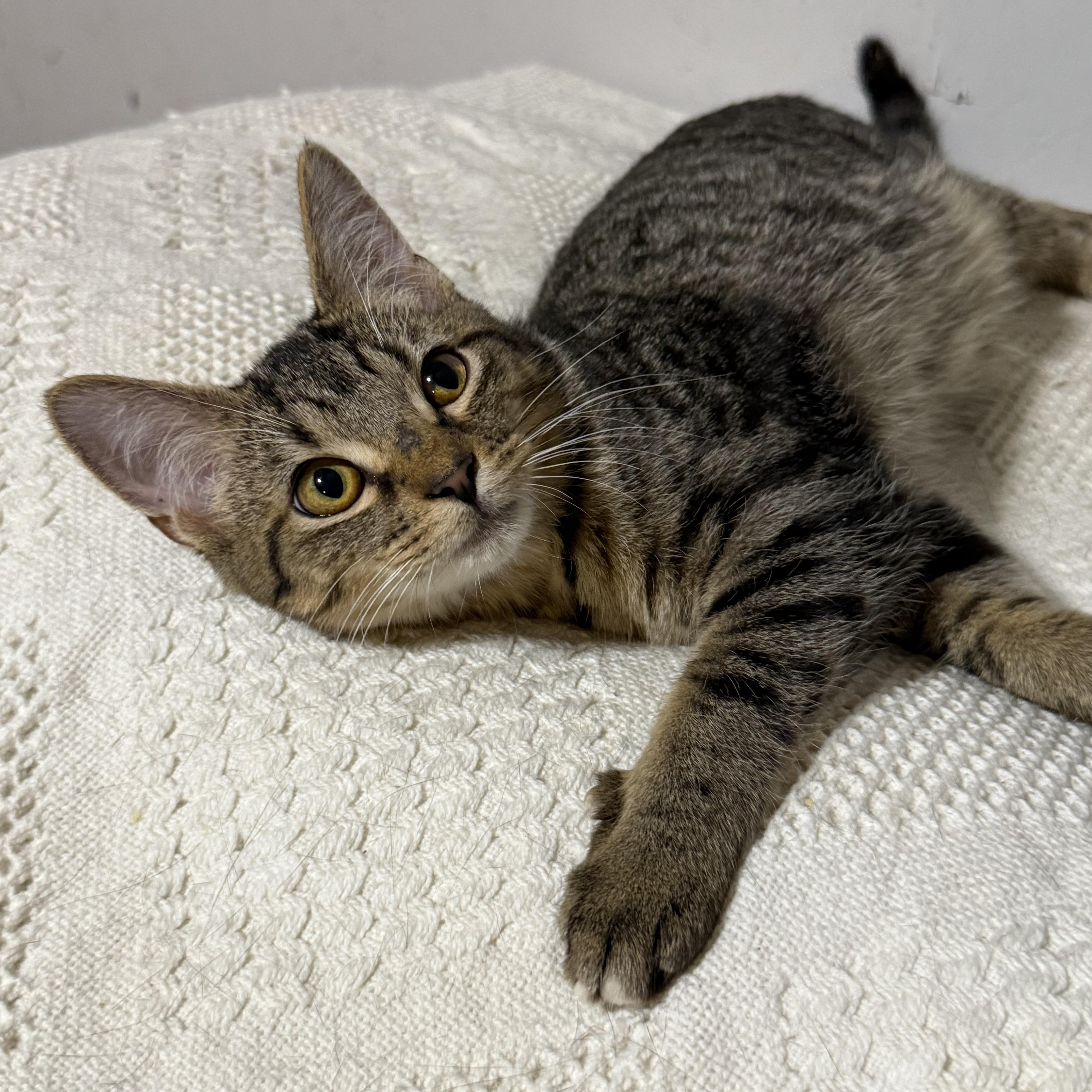 Forest , a ADOPTABLE Tabby in Newton, IL image 3/6